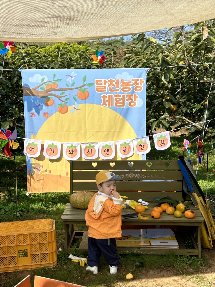 창원 단감나무 분양/달천농장 체험장 단감나무 따기 체험