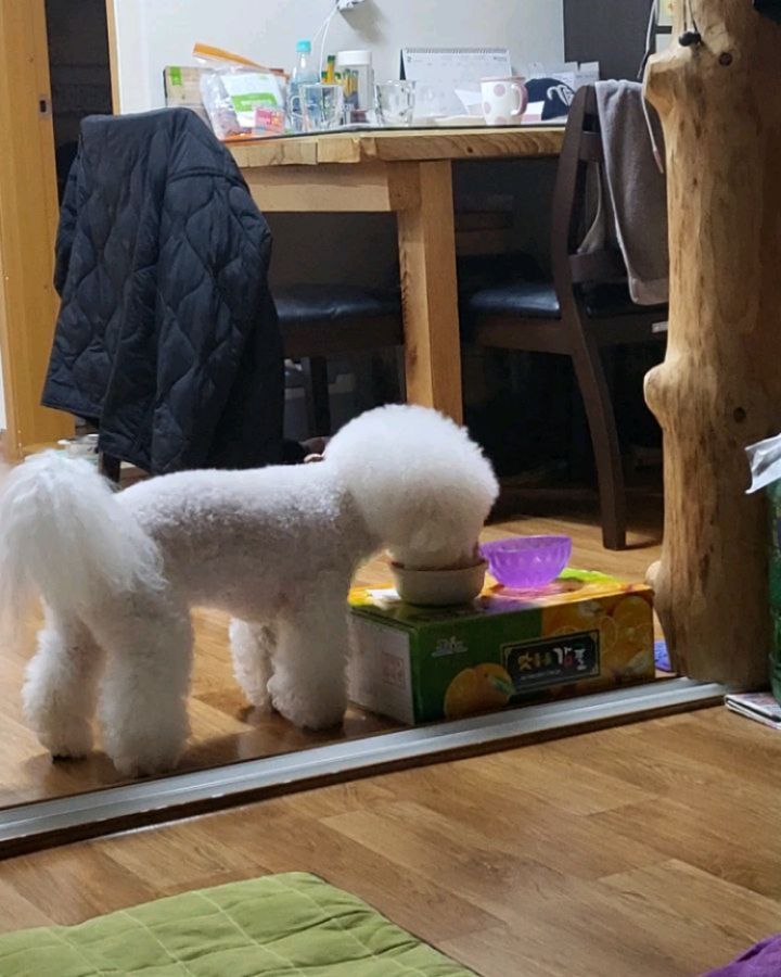 나 최두부
동강이형아 밥 훔쳐먹는중🫣
형아가알면 
혼꾸녕나니까
형아잘 때 몰래 먹었지 
간만에 먹는사료 특식인줄

#야무지게냠냠
#훔쳐먹는게꿀맛