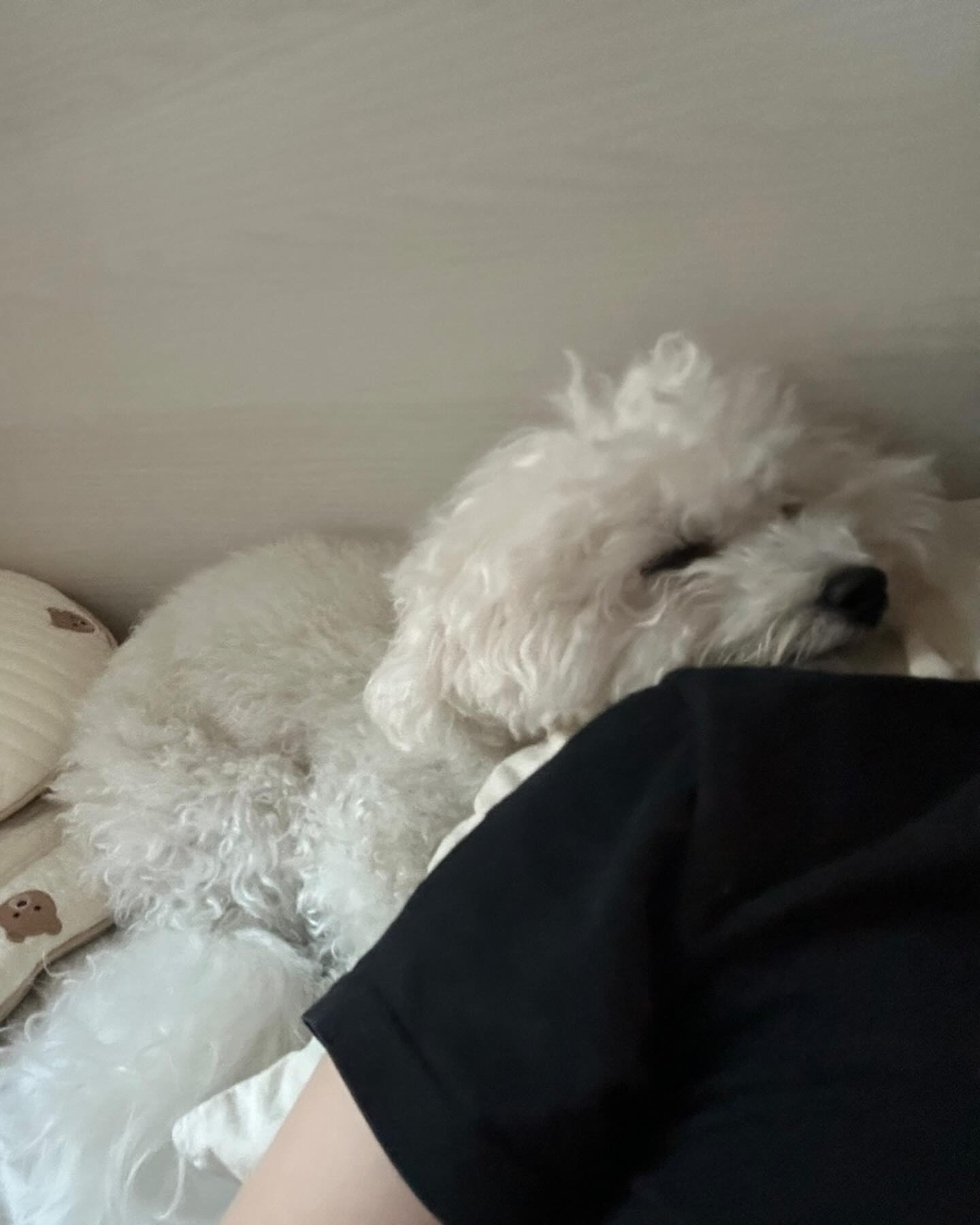 아 오랜만에 동글이네 오니까 편하다야~~ 나 진짜 피곤하니까 좀 잘게 건들지마러