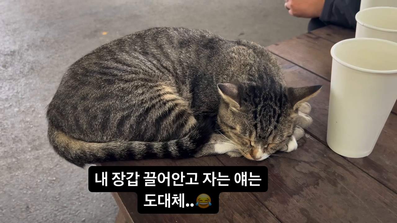 콘텐츠