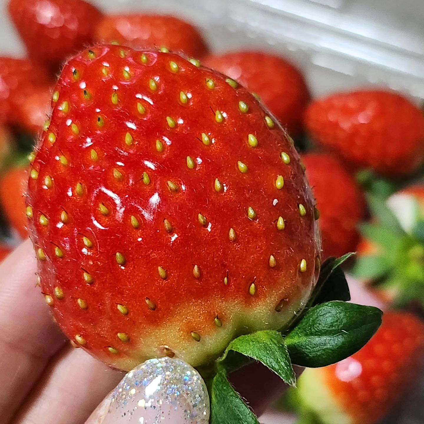 싱싱한 딸기🍓

순식간에 통,,,털🙈🙊

#딸기 #딸기농장 #한박스 #순식간 #제철과일