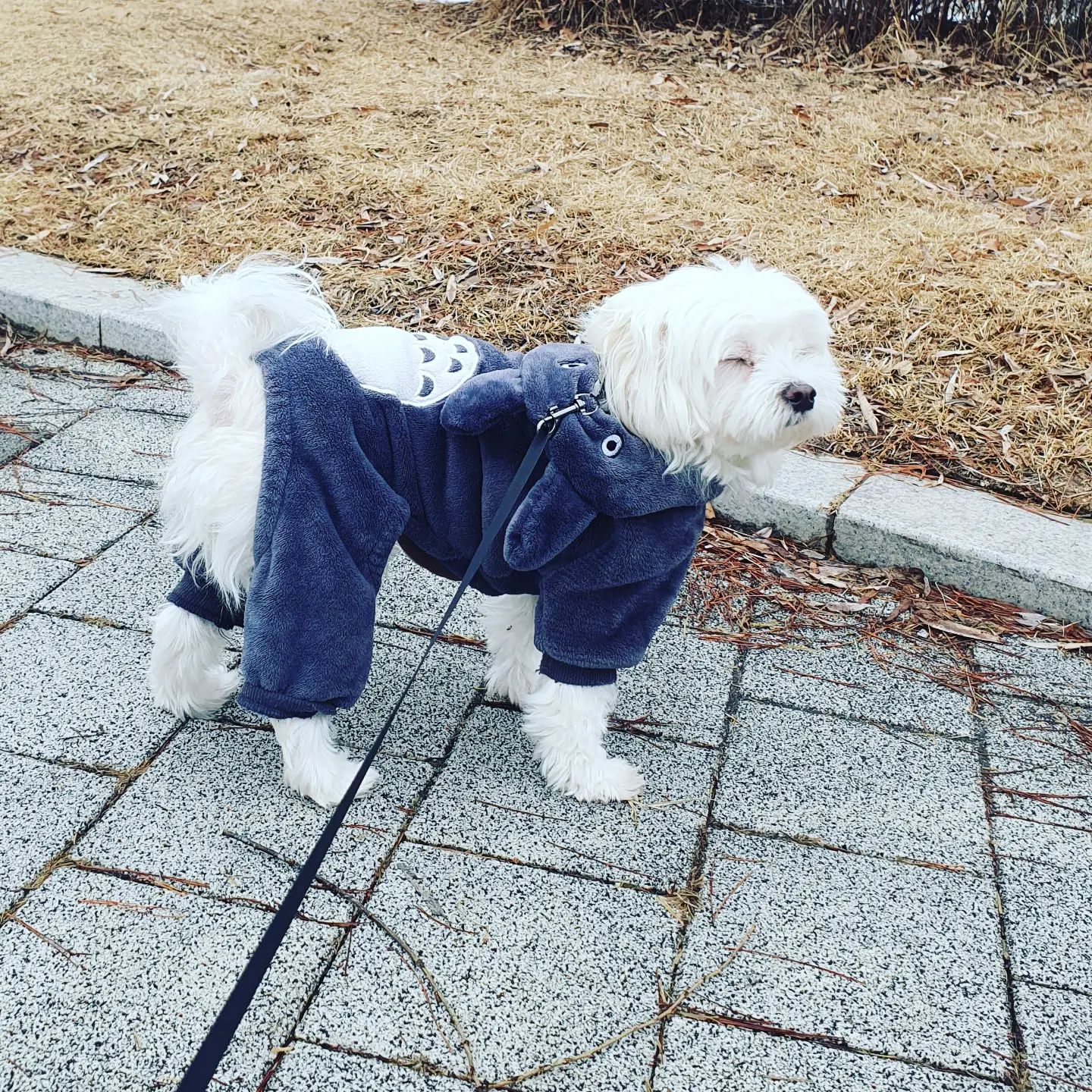#댕댕이랑함께 #옥정호수공원 #산책에진심인편 
#울집댕댕이랑데이트 #견생9년차 #짬빠
#옥정CGV #말티즈스타그램 #털이복실복실 #눈을좋아하는아이❄️ #귀욤귀욤 
#겨울에는걸어야함 #체력은견력😆 
#양주시풍경 yangju_city
추위야가라~♡