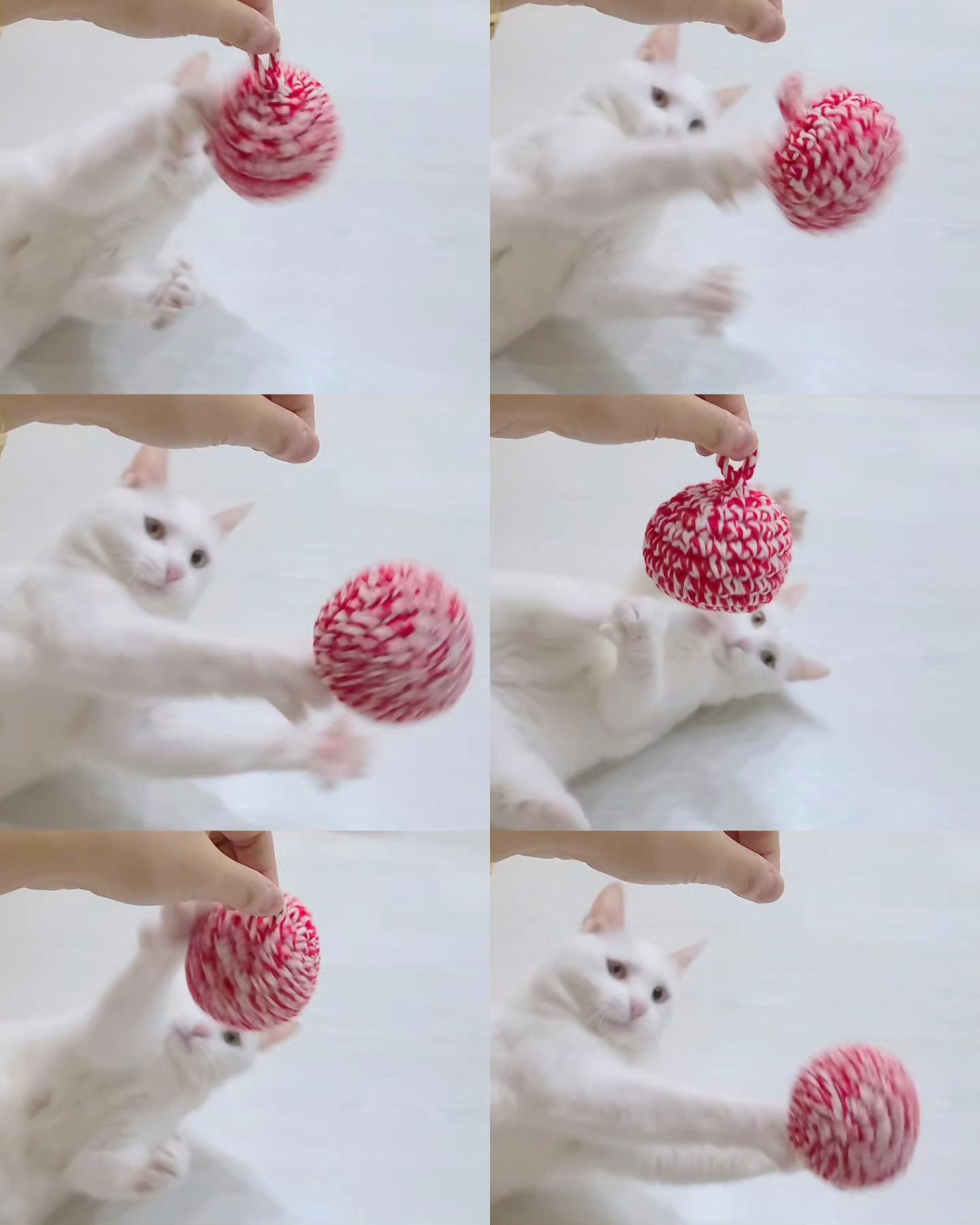#협찬 

😺 크림이랑 토리의 찐 애정템을 소개합니다 :)🩷 

자유펫 레드캣볼은 사실 3개나 있을만큼 저희 애들 최애 캣닢볼이예요! 🫶🏻🩵 
다른 캣닢볼들은 시간지나면 향이 약해져서 흥미도가 떨어지더라구요 🤔
그런데 레드캣볼은 마따따비 스프레이랑 보관통도 있어서,
향이 좀 약해졌다~ 싶을때 뿌려주면 다시 새롭게 관심 뿜뿜이예요! 😻

사실 저희 애들은 때에 따라 캣닢파와 마따따비파를 오가는편이라, 캣닢스프레이도 장만했답니다 😽
이정도면 크림이랑 토리의 찐 애정템! 맞쥬? 🫶🏻🩷 

캣닢볼 찾고계신 집사님 계시면,
자유펫 캣홀릭 세트 (액티브 마따 스프레이 1개 + 레드캣볼 1개)
완전 추천해요 :) ⭐️⭐️⭐️⭐️⭐️

#고양이장난감_자유펫 #고양이장난감추천_자유펫 #고양이캣닢 #캣닢파티 #캣닢스프레이 #캣닢가루 #마따따비쿠션 #마따따비스프레이 #자유펫 #고양이캣볼