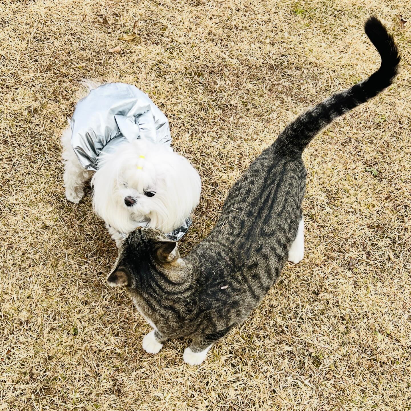 앵두와 화요일
고양이 다 싫어하는데 
유독 화요일만 좋아하는.. 
앵두의 편애

#pet #dog #dogstargram #puppy #maltese #말티즈 #말티즈그램 #독스타그램 #멍스타그램 #강아지 #댕댕이 #세젤예 #세젤귀 #인스타독 #앵두 #앵두몽 #귀엽다 #사랑해