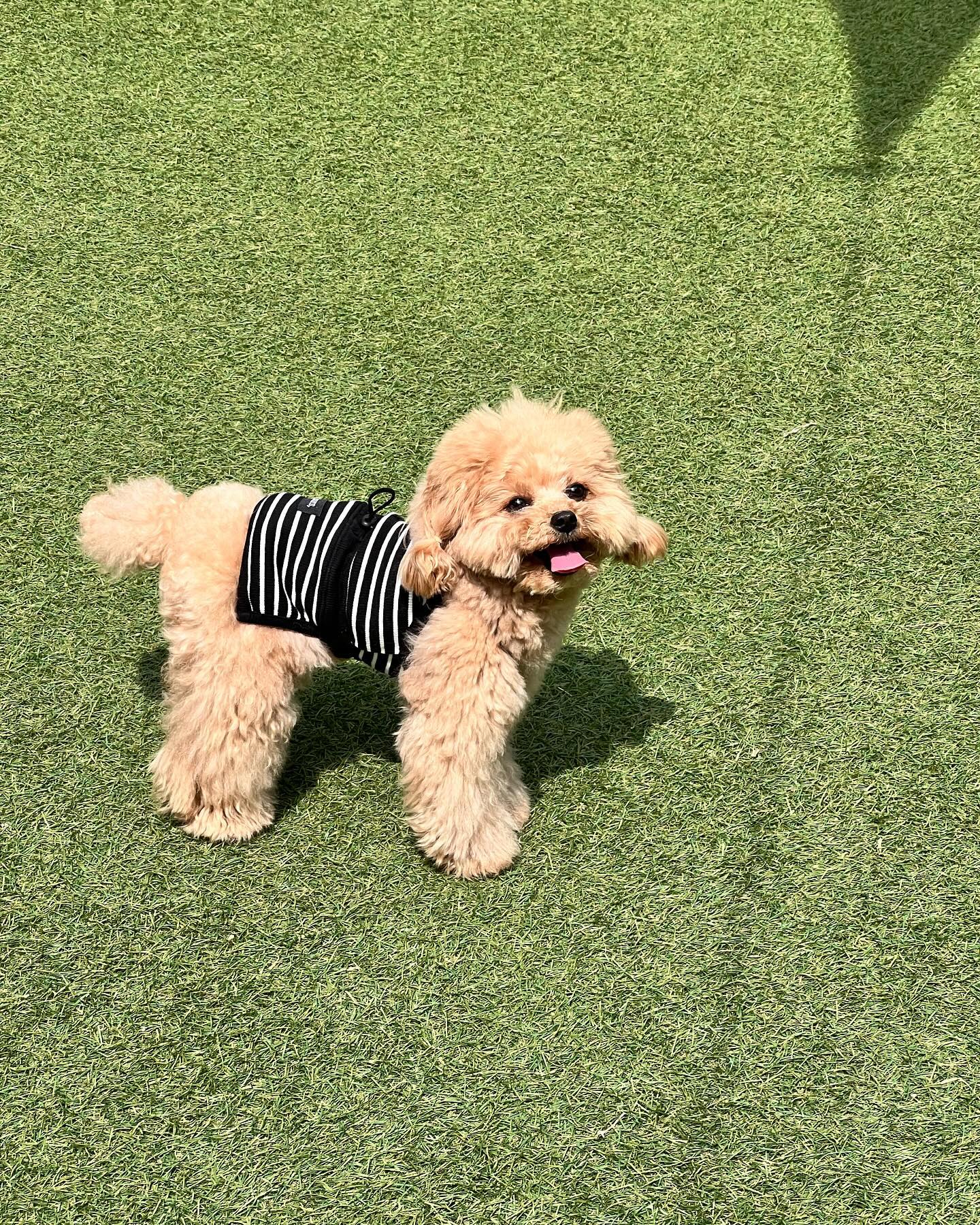 :
히어로브펫🐶

🏷️ our.s_official