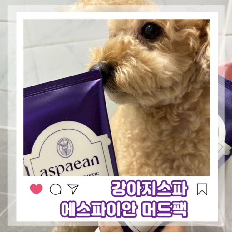 강아지 머드팩 에스파이안머드팩으로 집에서 셀프 펫 에스테틱