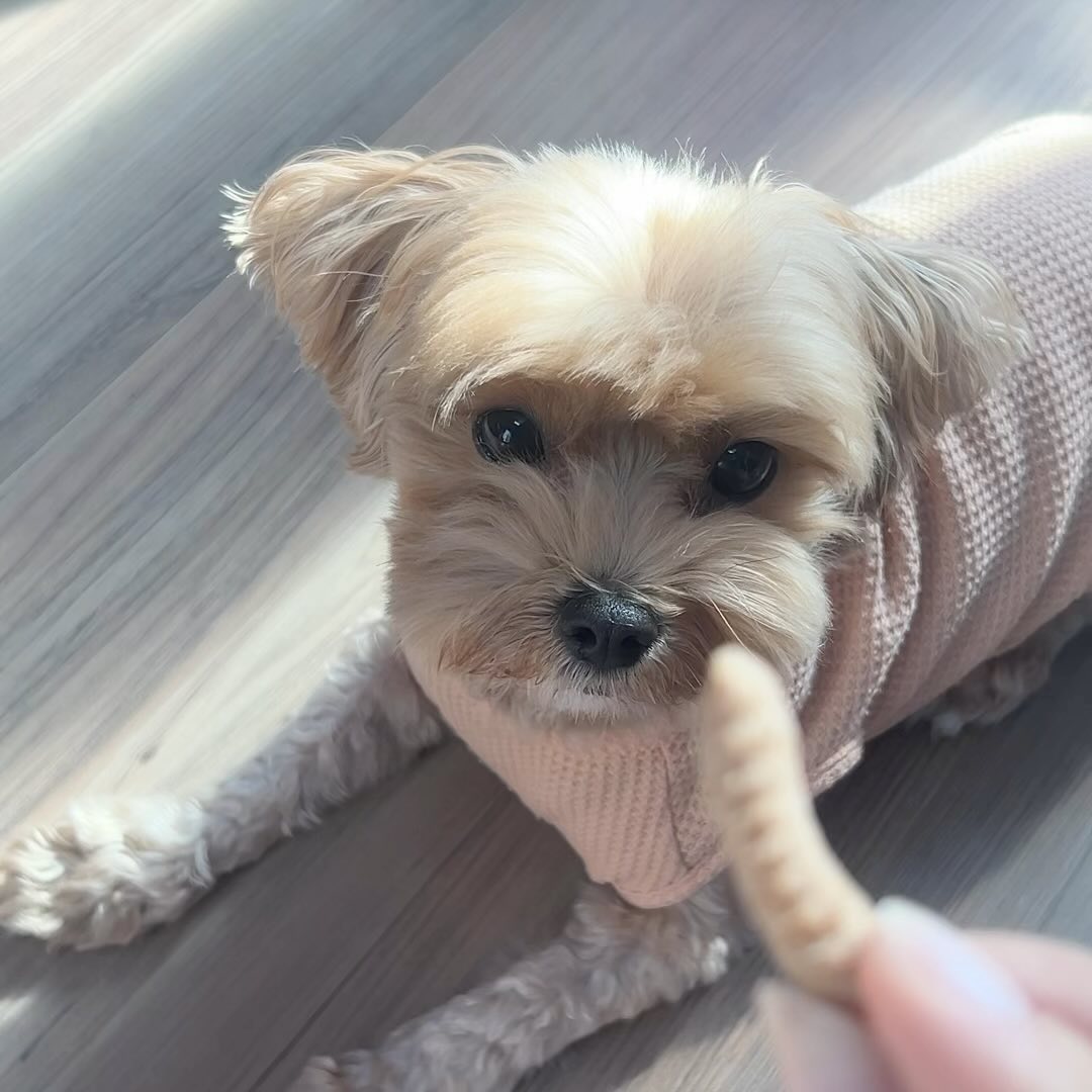 #협찬 #황태깡 #강아지간식 #강아지간식추천 #국민훈련템  #강아지건강 #반려견간식 #강아지황태 #황태간식  hwangtaekkang

새로운 황태깡 영양 간식 생긴 피슈 ♥
- 동물영양학박사의 레시피 🐶
- 훈련소에서도 사용하는 간식 🥠
- 인공색소, 나트륨, 육류부산물, 감미료 제로 0️⃣
- 깨끗하고 안전한 HACCP 인증 완료 🌱
- 반려견들에게 산삼 같다는 황태가 주원료 🐟

포장이 새우깡이랑 진짜 비슷해서 놀랐는데 내용물도 진짜 비슷했다! 대신에 부스러기는 훨씬 적게 나와서 바닥에 두고 먹는 피슈한테 안성맞춤..! 먹는 거 보니 거의 완전 바삭해서 맛있게 먹고 냄새도 딱 강아지들이 좋아할 맛도리 냄새 🦴 황태가 주원료라 훈련할 때 살찔 걱정 없이 줄 수 있을 것 같아서 제일 좋음 ⌁❤︎⌁�