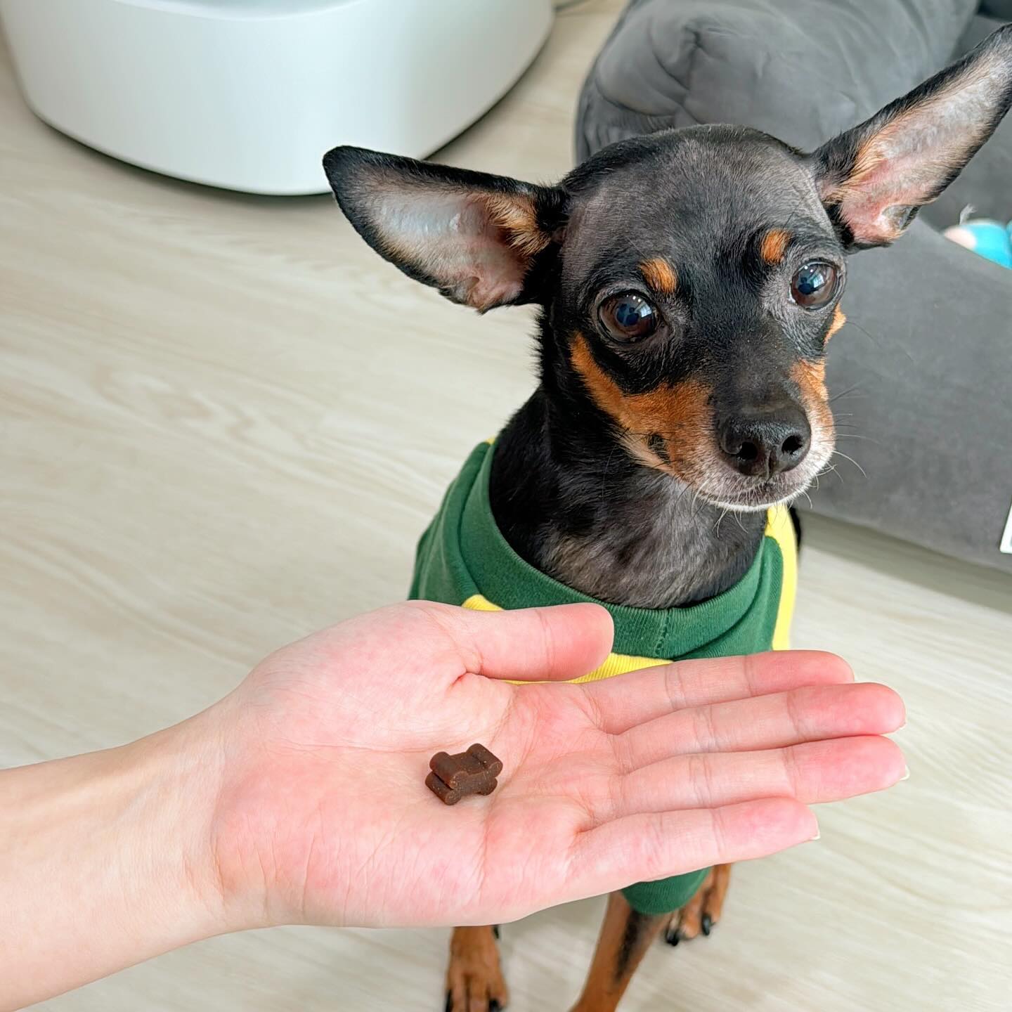 #협찬 #제품제공

🐶 반려견 관절 영양제 잘 달린댕 🐶

우리 둥이는 간식을 좋아하는 것은 잘 먹고 안먹는 간식은 안먹는데 이 관절 영양제 같은 경우에는 아주 잘 먹어요!
건강도 지키고 좋은 성분도 많이 들어가 있어서 안심하고 먹일 수 있는 영양제 간식이예용! 

한약재가 들어가 있어서 연골과 관절에 염증이 없고 튼튼해지고,
우리 둥이 같은 경우에 많이 뛰고 놀면서 활발하게 움직이는데 잘 넘어지거나 쉽게 다치치 않아요! 🐶

한약재가 들어가 있어서 너무 많은 약재가 들어가서 반려견에서 안좋지 않을까 하는 마음도 들지만 잘 달린댕은 강아지들에게 가장 순하고 부작용 없는 천연 성분으로 된 한약재를  딱 맞게 조화롭게 배합한 후 수증기로 찌는 방식으로 부드러운 식감으로 만들었더라구요! 🐶

이가 약한 노견들뿐만이 아니라 아직 많이 어린 강아지들도 부담없이 먹일 수 있는 영양제예요!
우리 둥이는 이제 노견개라서 딱딱한 것보다 부드러운 식감의 간식들을 많이 주는데 좋아하더라구요!
강아지들이 한 입에 쏙 들어가는 크기라서 입이 작고, 마음이 급해서 간식을 삼키는 강아지들도 걱정없이 맛있게 먹일 수 있어서 너무 좋았어요!
강아지들에게 좋은 것을 더 하고, 방부제나 감미료, 합성착향료와 같은 안좋은 성분을 다 빼서 더더욱 안심하고 먹일 수있는 관절 영양제예요!🐶

급여 방법은 애견의 나이와 크기에 따라 급여량을 조절하고, 나이가 어리거나 이가 약한 강아지들은 물에 불리거나 작게 잘라서 주면 된다고 
안내서에 친절히 작성 되어 있어서 쉽게 볼 수 있어 좋았어요!

우리 둥이와 같은 나이가 점점 드는 댕댕이들과 활발하고 열심히 뛰어 댕기는 댕댕이들한테 적극 추천드립니당 🥰😋

📌구매링크는 아래의 링크클릭해주세용
https://smartstore.naver.com/thepandamarket7/products/7545714306