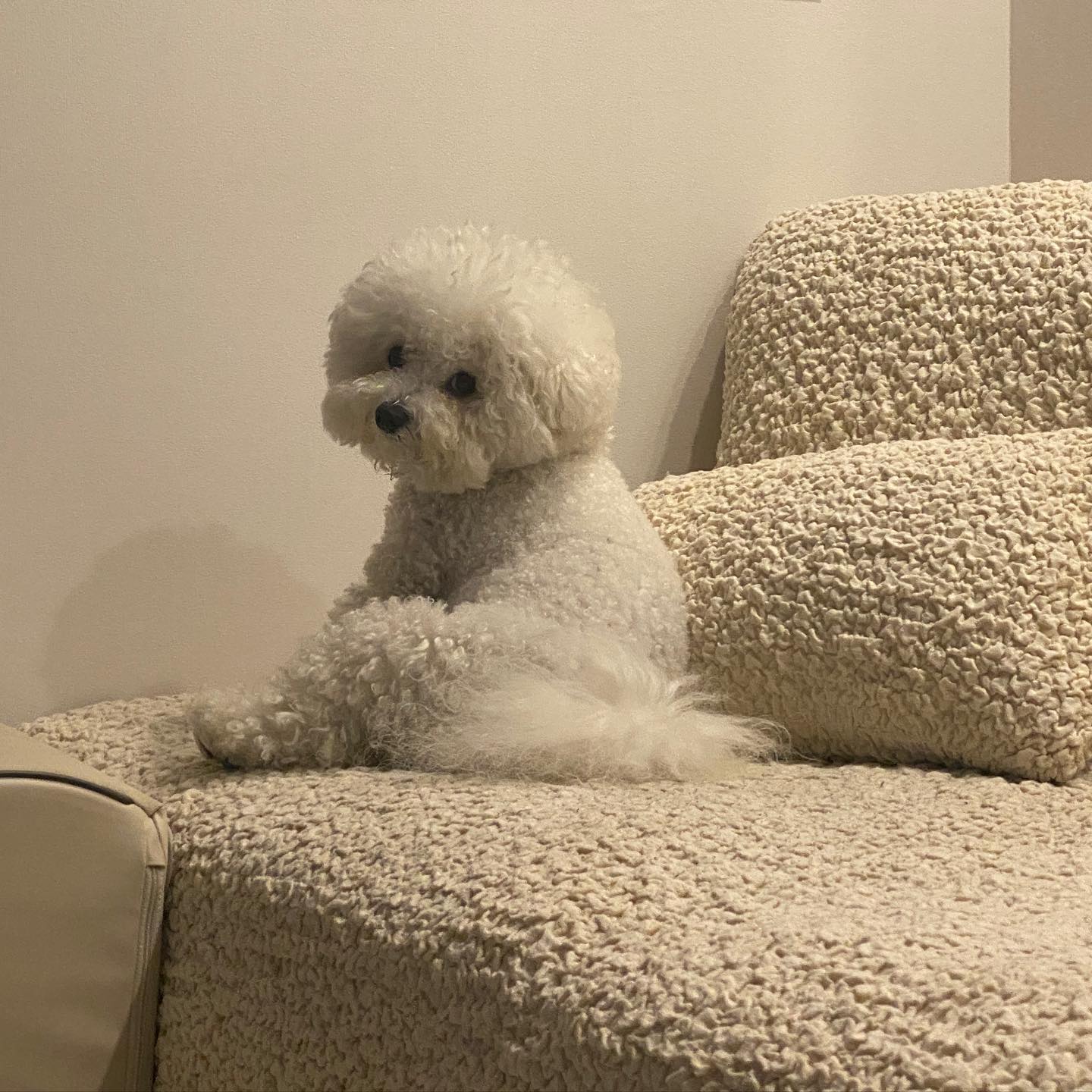 날이 추워져서 마로가 좋아하는 뽀글이커버 씌웠더니, 
지정석 가서 앉아있는 귀염둥이🐶
겨울좋아하는 엄마아빠랑 이번계절도 따뜻하게 보내보자🤍🤍