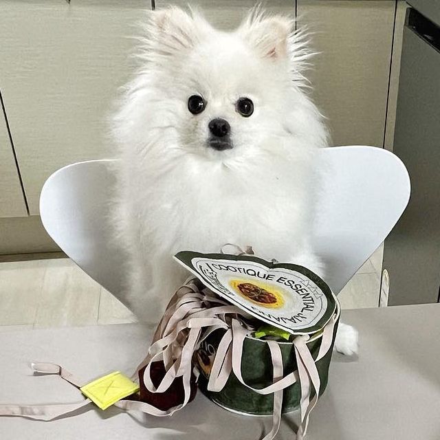 일상을 함께 할, 이유(EU) on Instagram: "#협찬 @samyangfoods 삼양 “쿠티크 에센셜짜장” 컵라면 삼양에서 쿠티크 에센셜짜장을 출시한데 이어 컵라면 모양 그대로 반려견 노즈워크 장남감을 공개