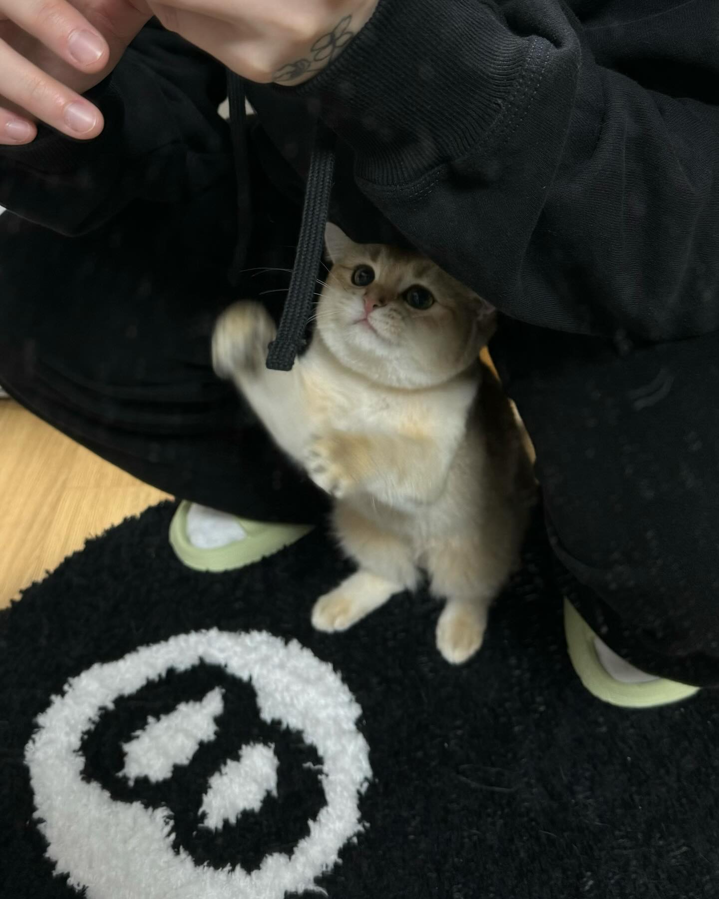 건방진대지고양이
