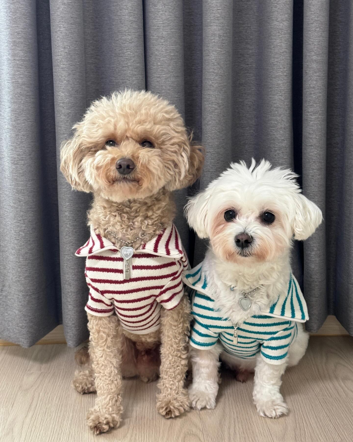 너네는 좋겠다 맨날맨날 귀여워서☺️