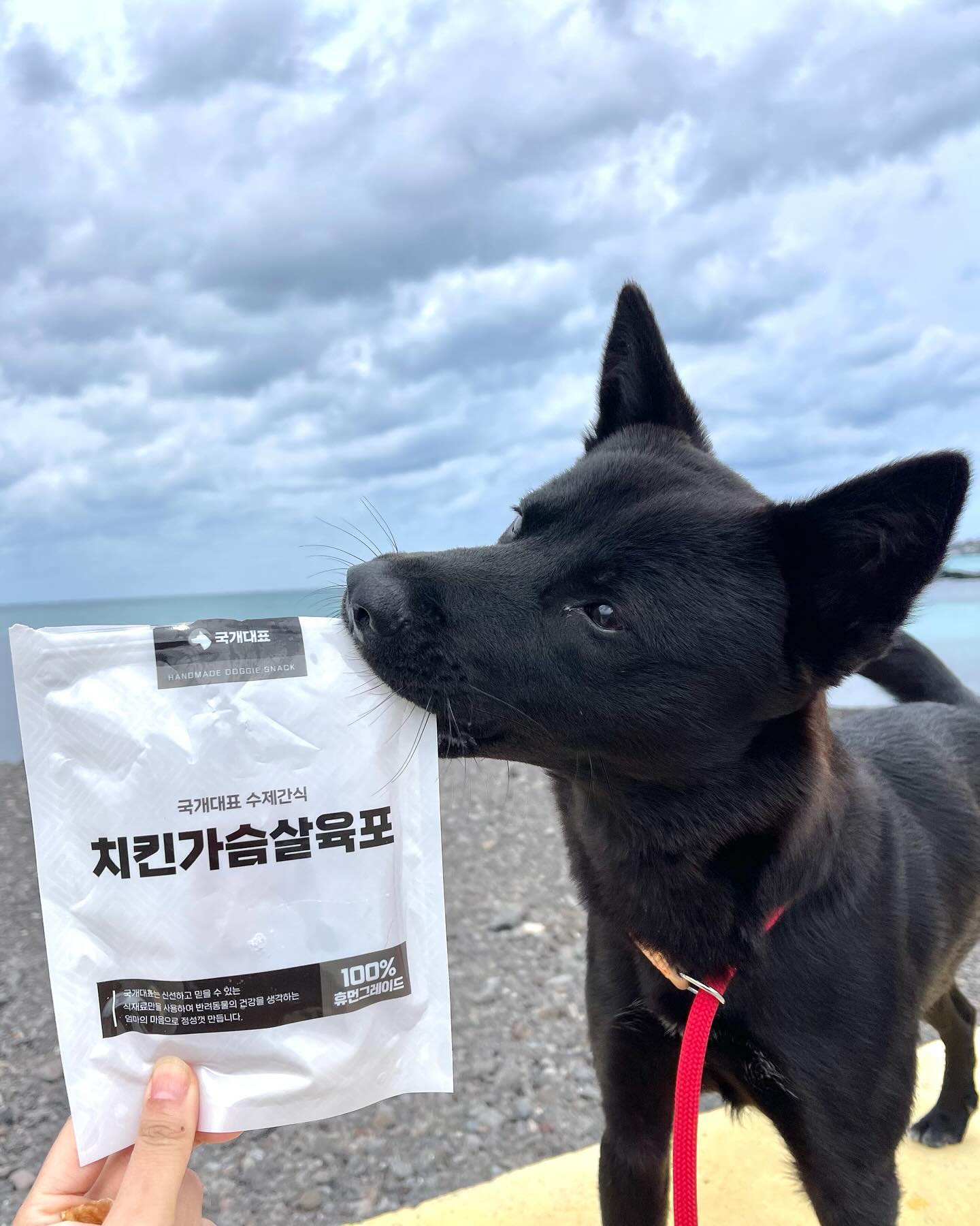 산책할때도 필수야
로하 최애간식 들고 나가야해요ෆ˙ᵕ˙ෆ

간식 안들고 나가면 말을 안들...

무방부재, 믿고먹는 수제간식 🐶🍗
#국개대표 💕

#국개대표간식 #국개대표수제간식 #강아지간식추천 #수제간식 
#제주도 #제주 #유기견입양 #유기견입양일기 #국개대표간식 
#제주사는로하  #로하 #로하🌺 
#사지말고입양하세요