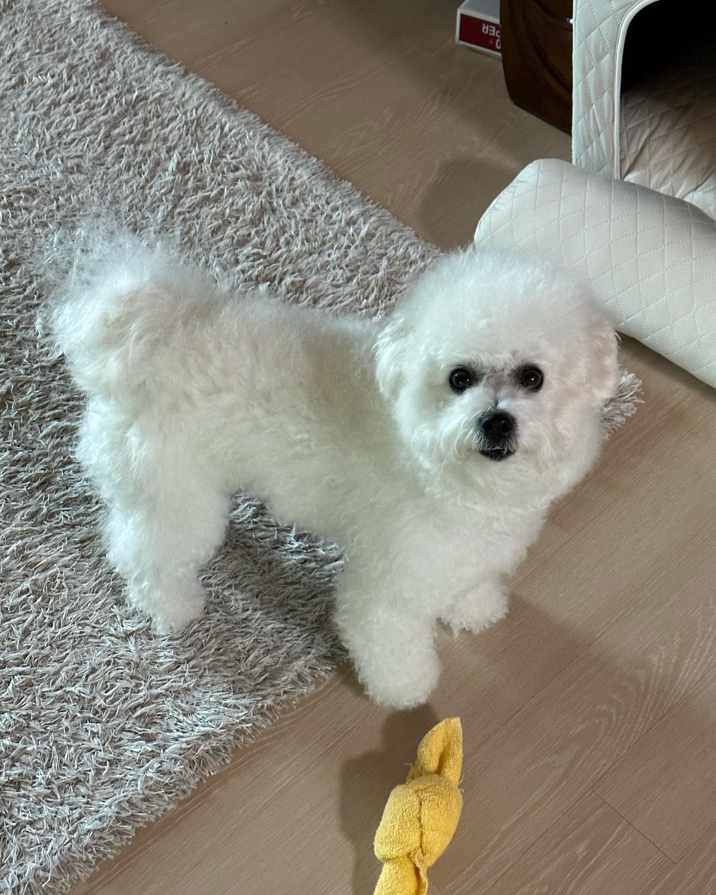 온니가 자꾸 나보고 살쩠다 그러는데 난 귀여움이 찐건댕🐶🩵 살은 온니가 쩠지😆 댕나잇🎄🩵

#살찌는계절 #귀염둥이