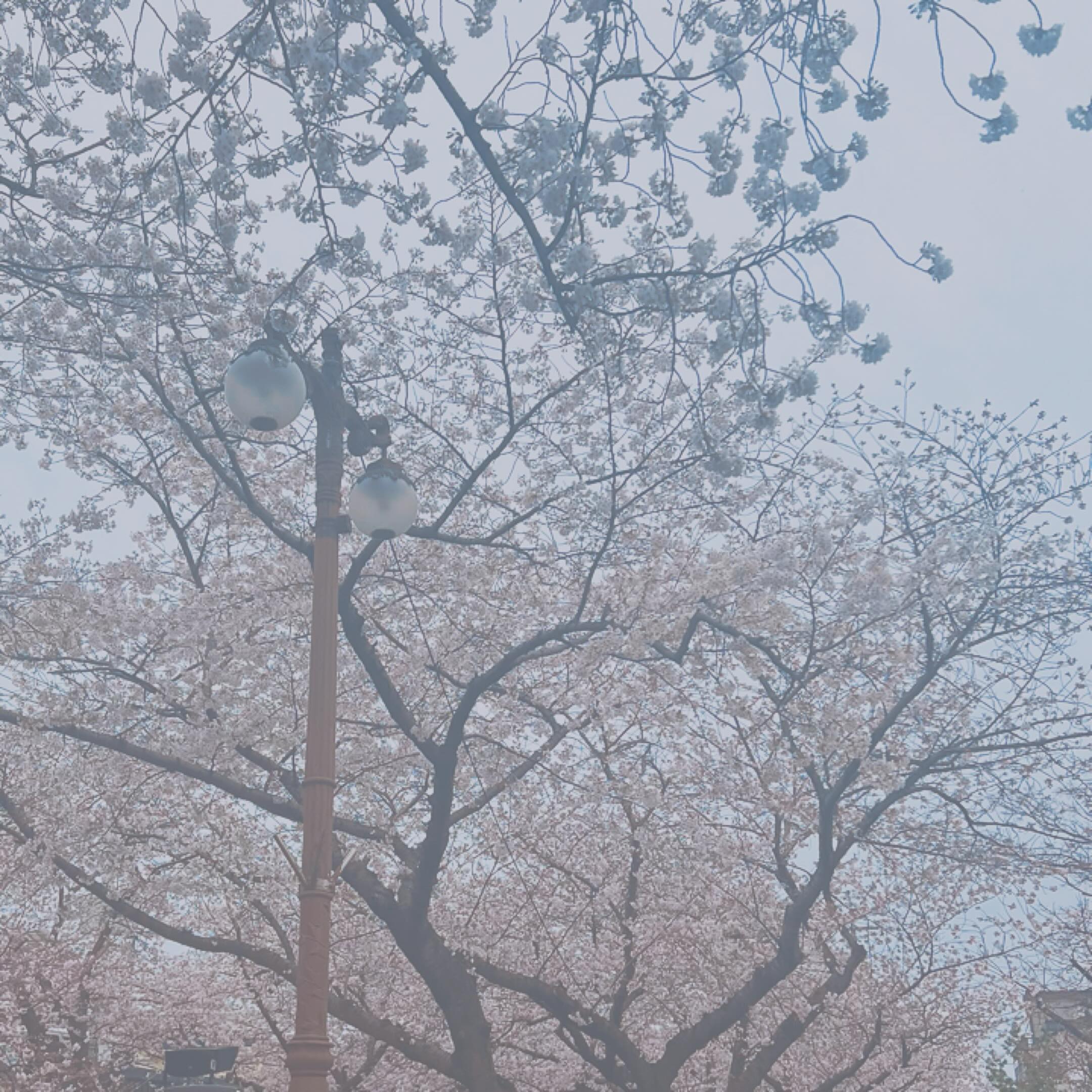 ☔️비 때문에 
다 사라지겠네🥲
사진은 걸어가면서 찍지마세효😭