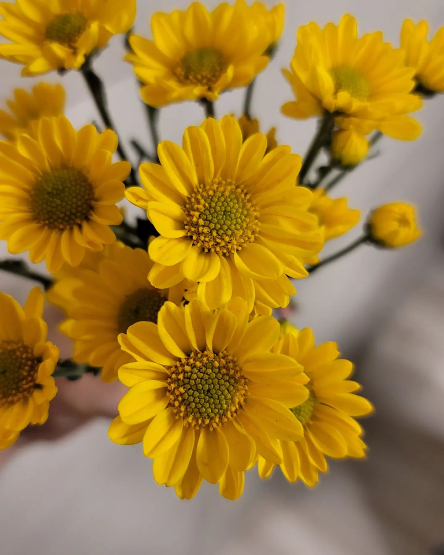 #분위기전환

주말에 사서 예쁘게 꽂아둠🌼
어제 물갈이 안해줬더니 #미니장미 는 시들시들

#소국 #노랑노랑 #가을분위기

5천원의 행복 좋다🧡
