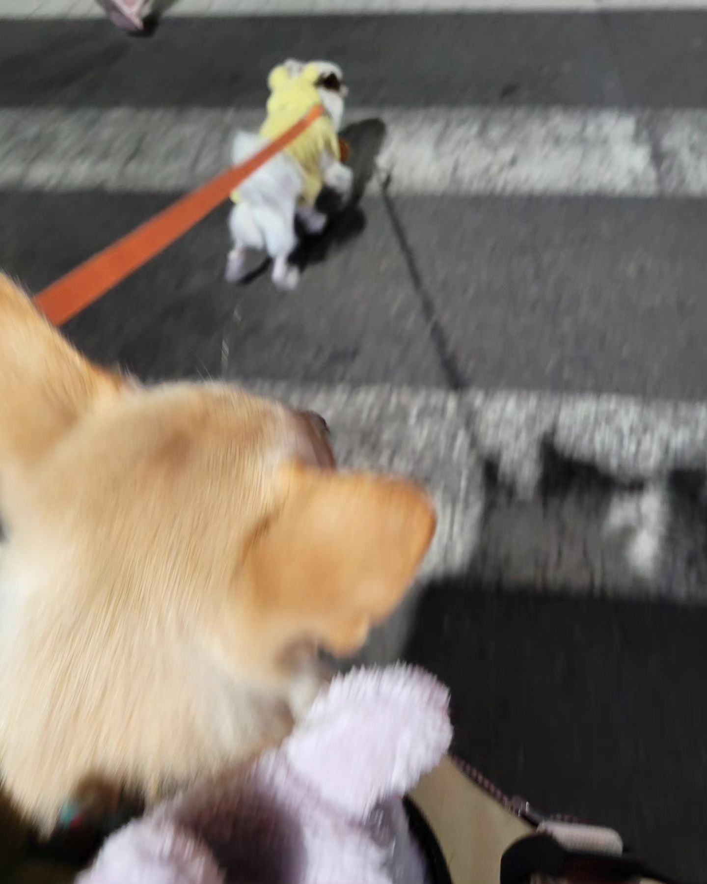 흔들리는 사진만큼
흔들리는 자아들,
도가니 부여잡고 화이팅!

#산책하는중🐶 #뽀미솜이🐶🐶 
#달려라뽀솜이

#개린이하루🐶🧡 #코끝겨울 
#개춥다