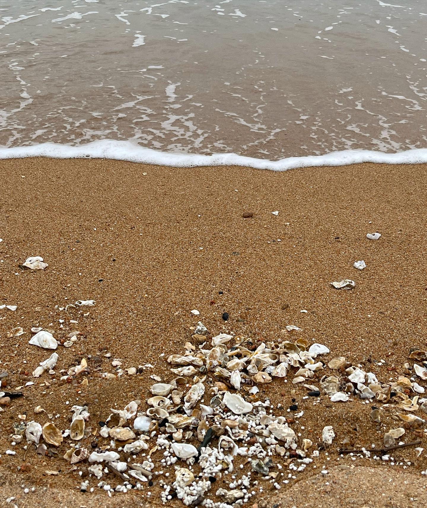 🦀🐚⭐️
