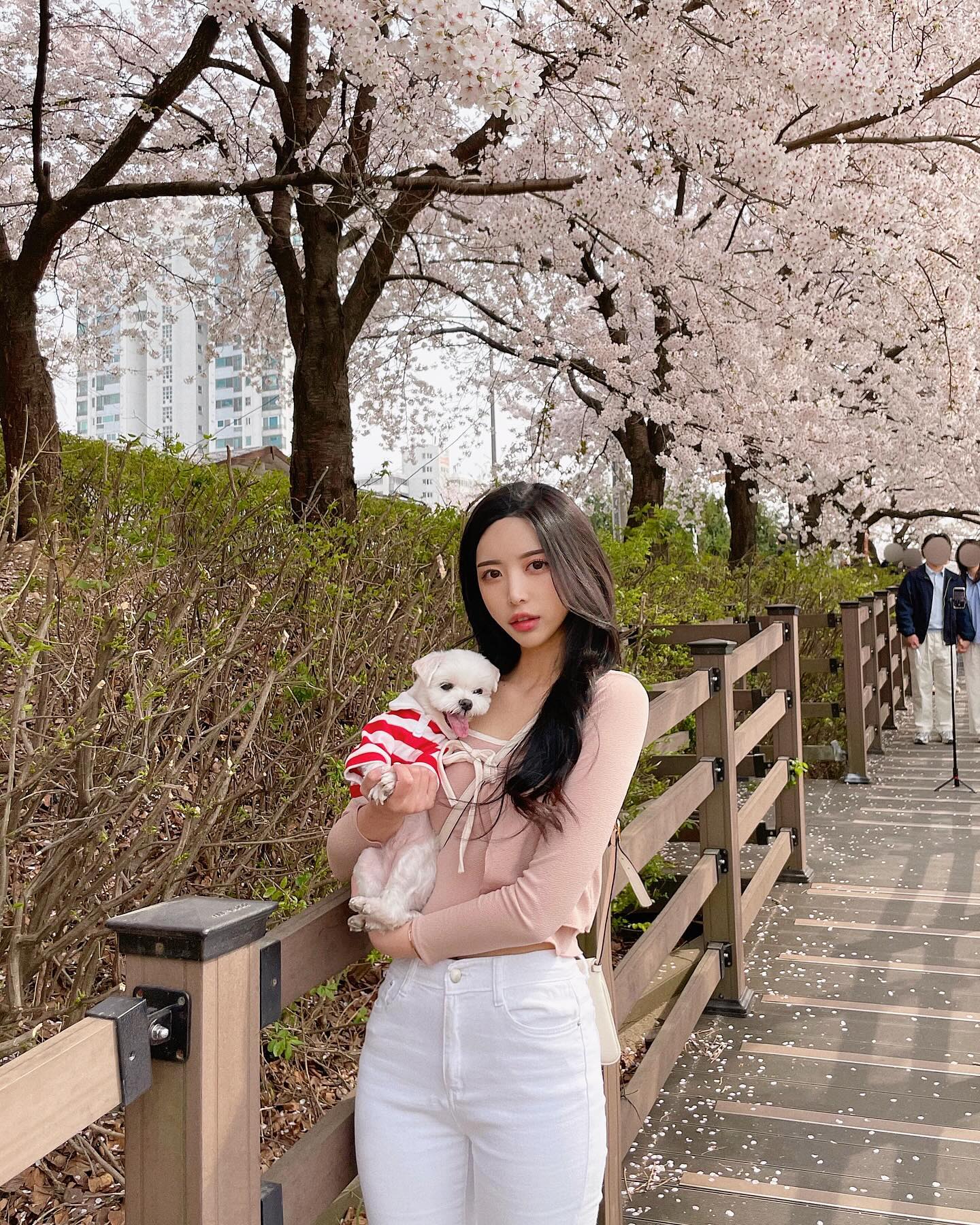 올해도 애기랑 벚꽃놀이 성공! 🐾🌳🌸