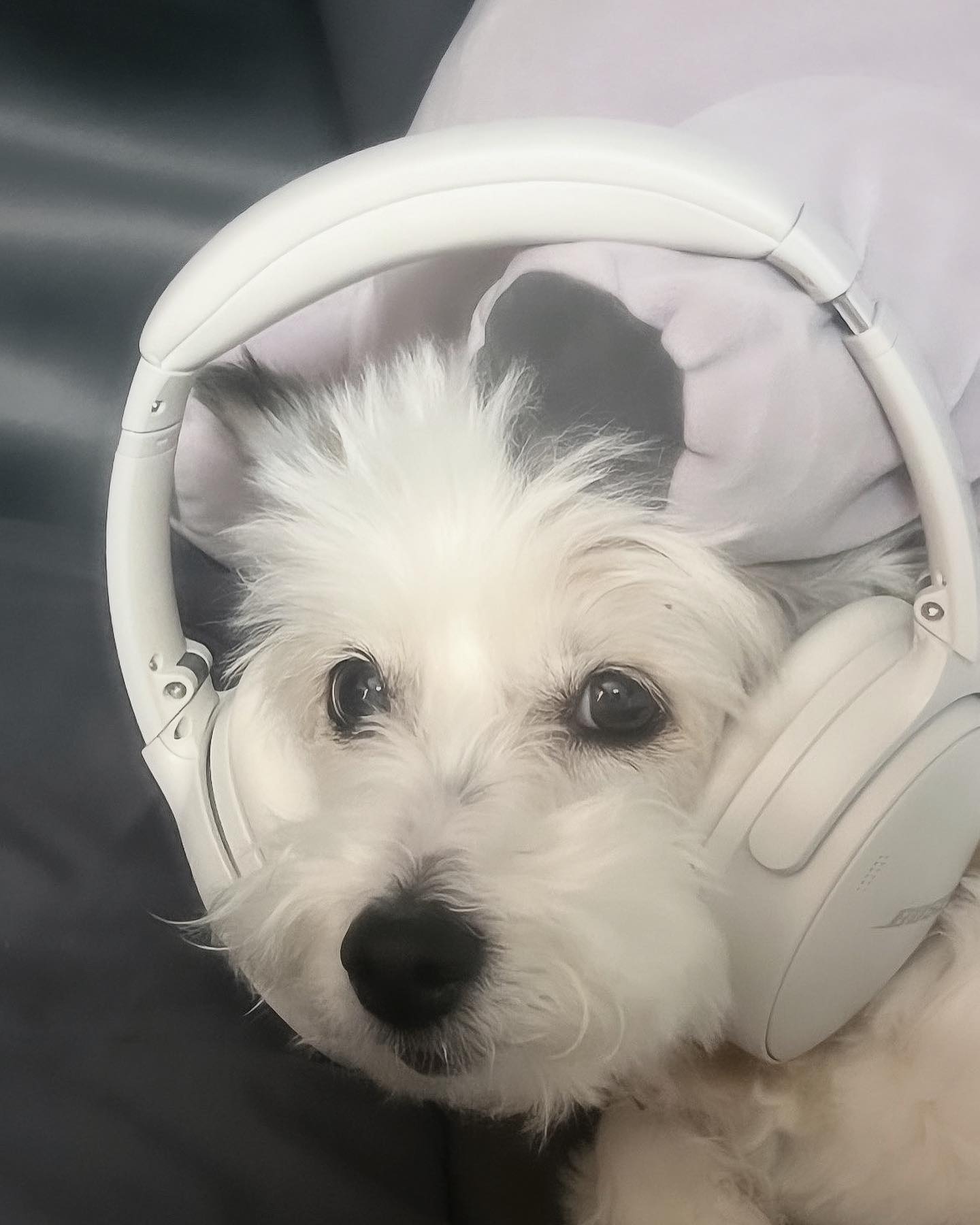 🎵🎶🎵🎶