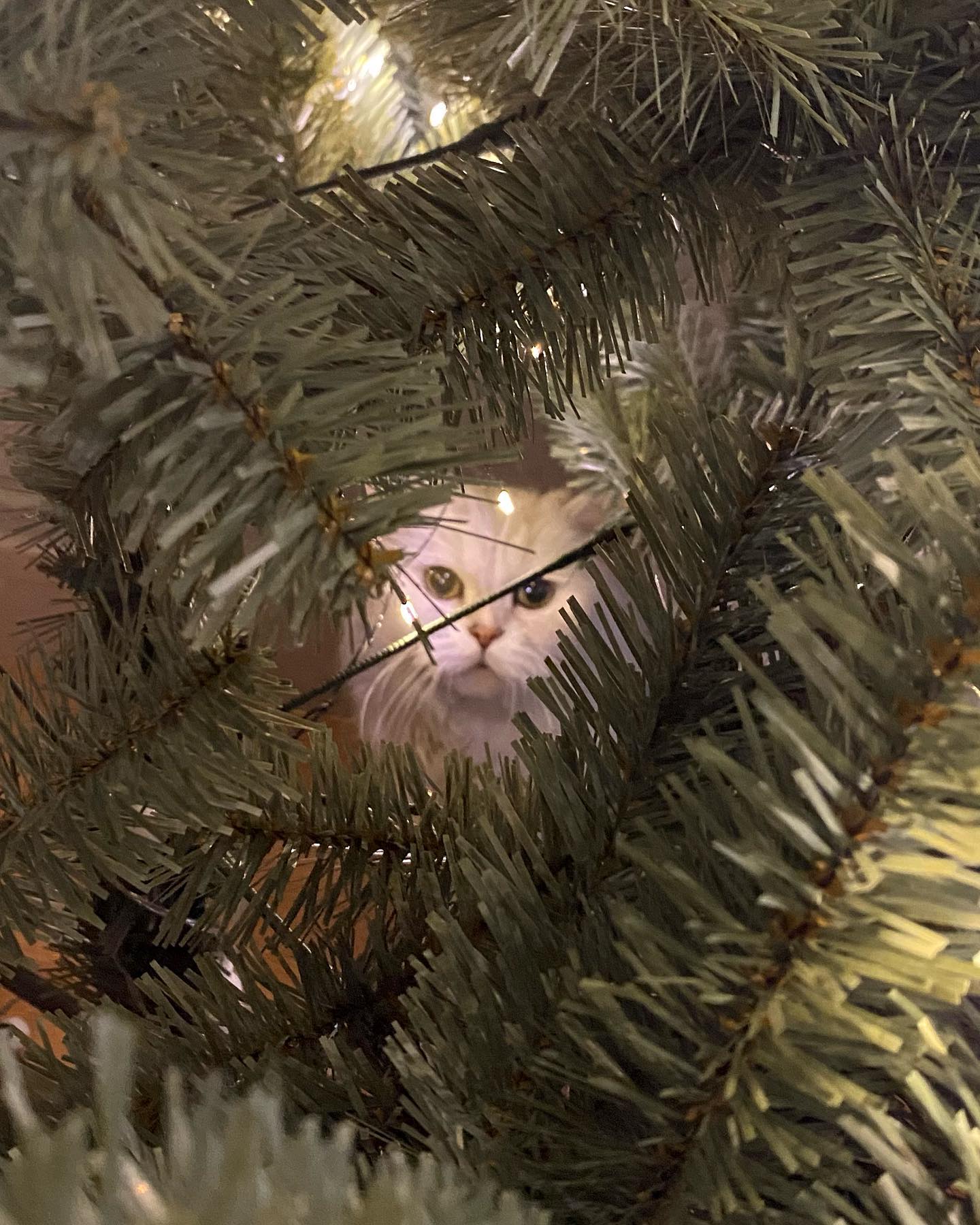 아프고 힘들어도 메리크리스마스야 공주야 🎄🎄❤️