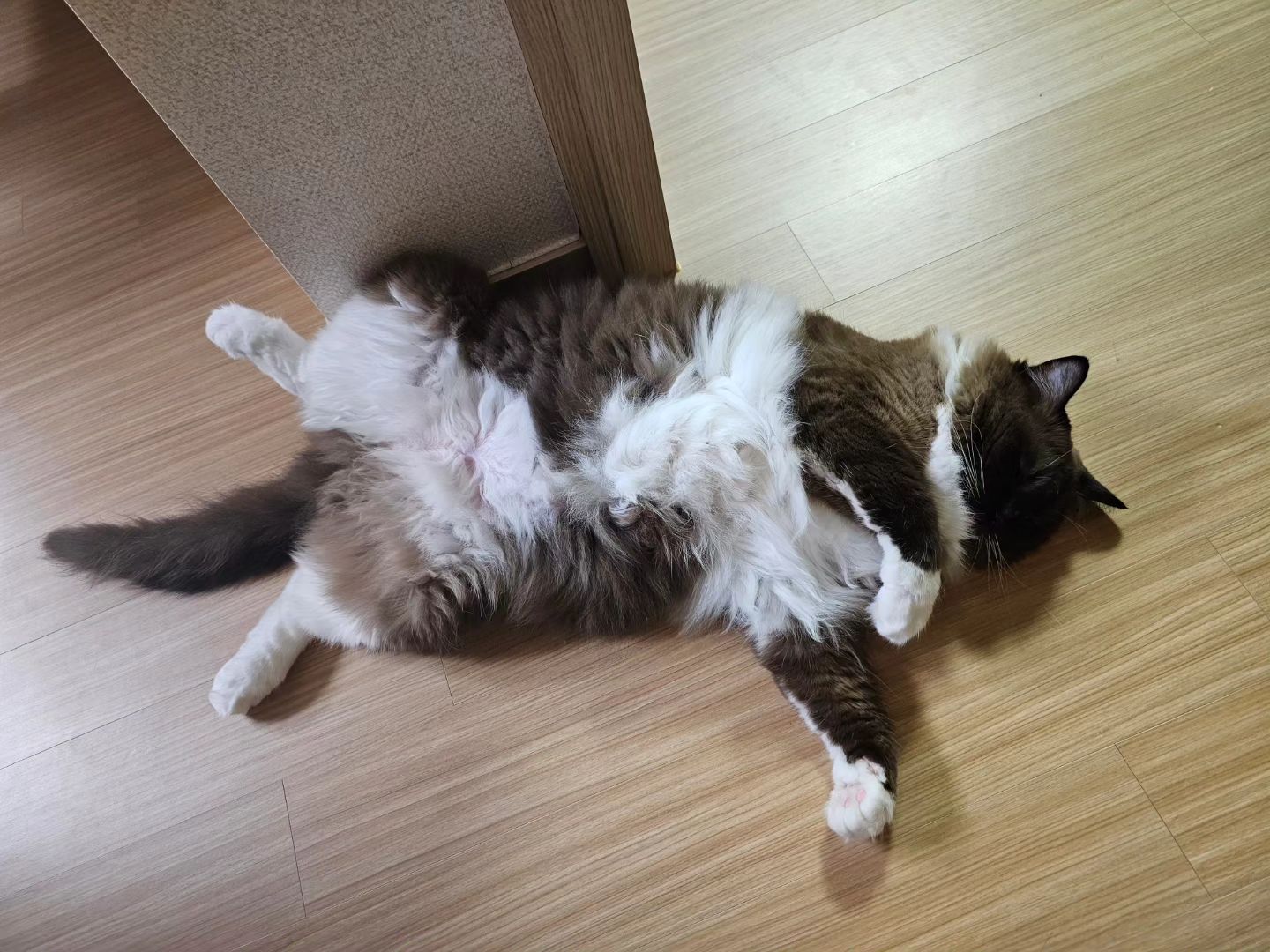 랙돌이었는데..
샴으로 변신한 콩이..
미용은 아무냥이나 하는게 아니었어..😂😭
.
콩이 털아~~빨리 자라라~~~
.
.
#고양이일상  #랙돌2살  #냥스타그램  #초보집사  #고양이미용  #냥이  #반려묘  #고양이사랑
#콩이뒷통수지못미