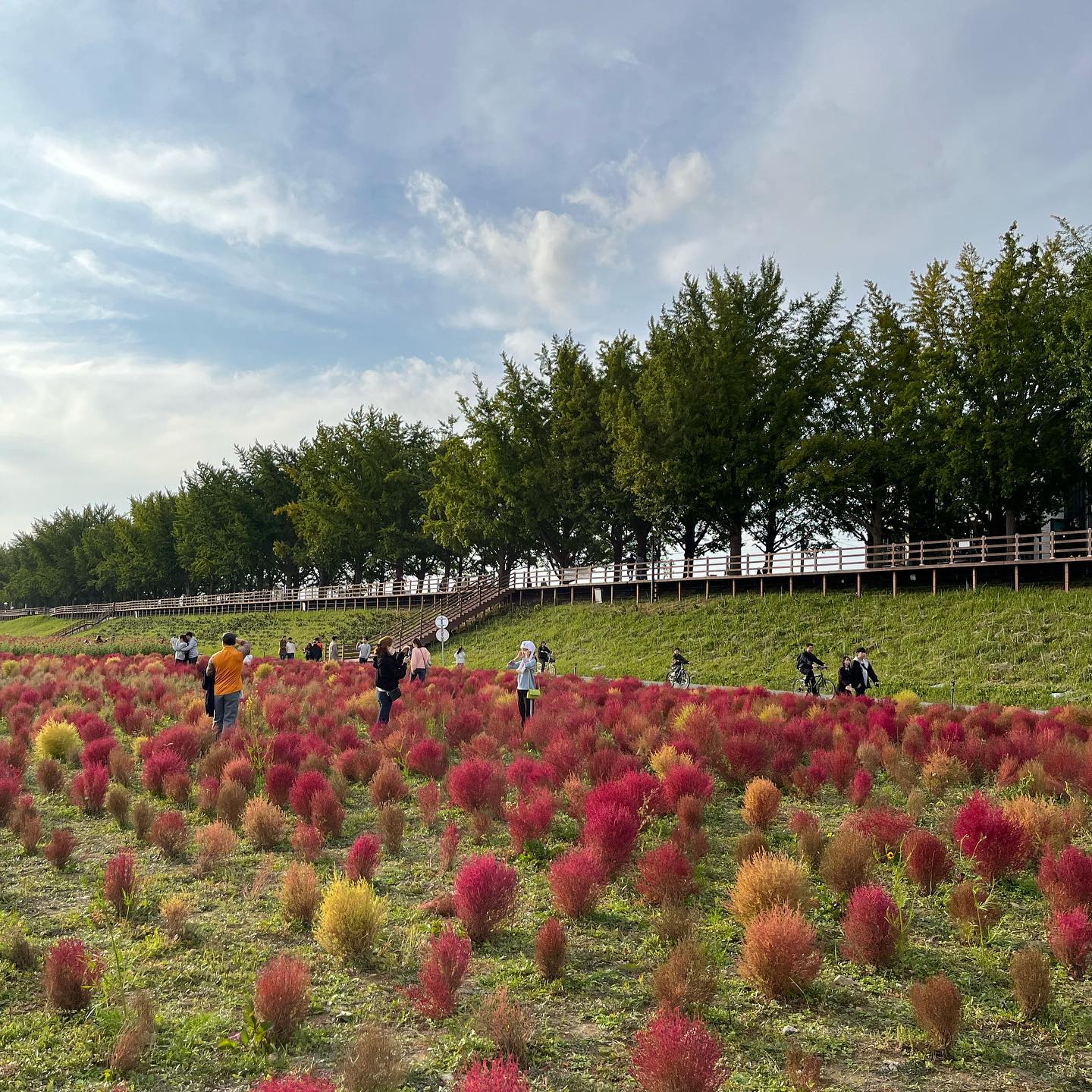 🍂

#lovautumn #서울근교드라이브 #아산은행나무길
