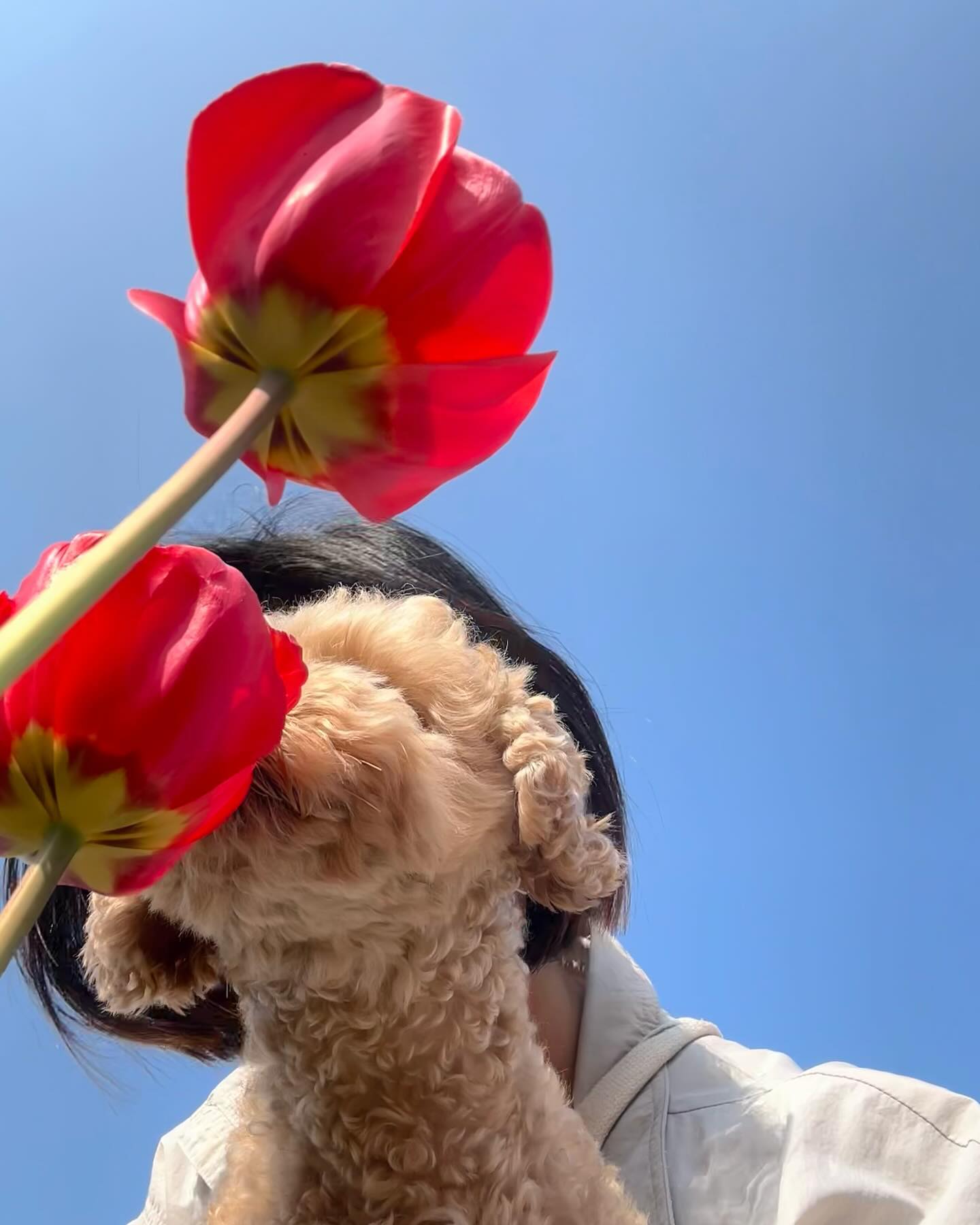 🌷튤립샷🌷