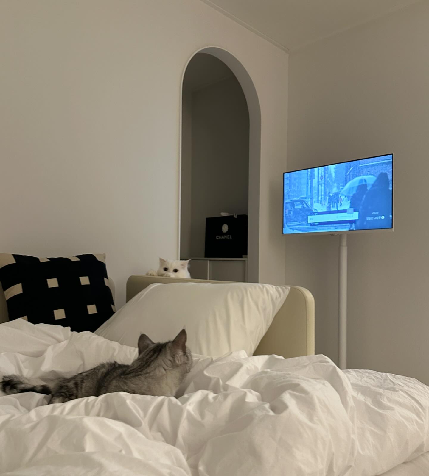 내 보물들 🦦🪑🚪🛌🪟🤍🖤
#내고양이가최고야