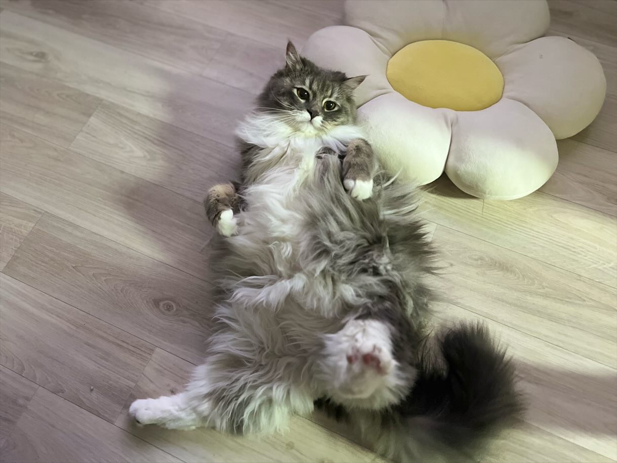 아휴 ㅋㅋ 요녀석 놀자고 배까고 ~~ 장난장난 ~~!!