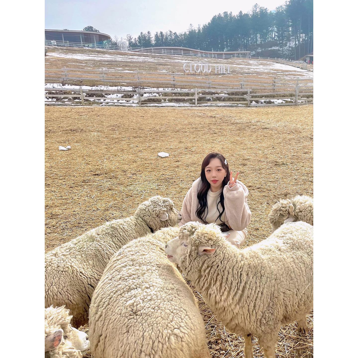 🦙🐑

양떼목장후기
건초보다 당근이 인기가 많다
당근들고 다니면 양치기소년 쌉가능
생각보다 잼썻음 
신발 더러워짐
끝

#가평양떼목장 #양떼목장 #가평 #양 #알파카 #동물농장 #건초 #당근 #가평카페 #가평여행 #주말여행 #여행 #여행지추천