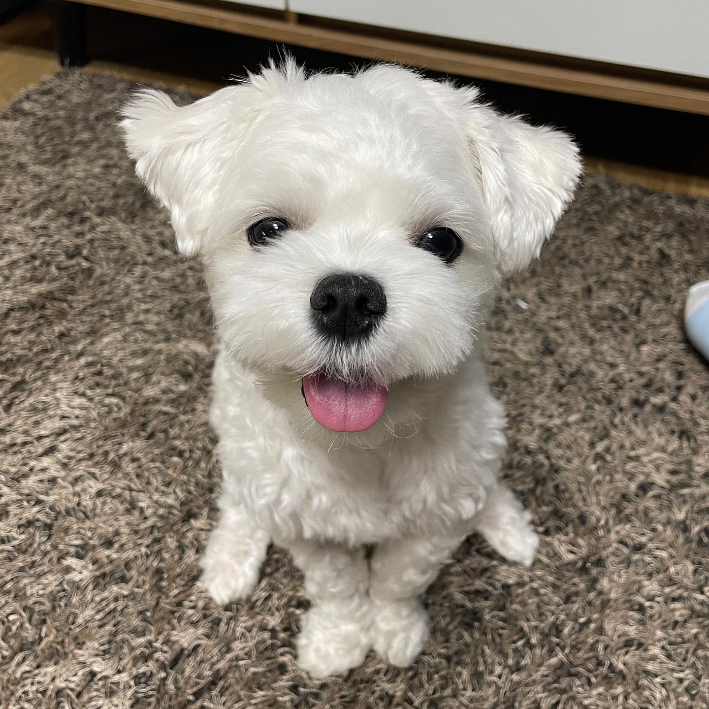 아직도 애기같은 루이ㅠㅡㅠ

요즘 누나 졸업준비로 인스타를 잘 못했숩니당.. 🥺이젠 전시회 끝났으니 다니 루이 사진 잔뜩 올려야지요!!!

루이 슬개골탈구 수술 후 잘 놀지도 않고 잠만 자고 의욕 없었는데 이젠 팔팔 뛰어다녀요 다시 아파지지 않을까 걱정이 될 정도지만 이렇게 행복해하는 표정보면 덩달아 행복해져요ㅠㅠ 아프지말고 건강하자 루이야!!