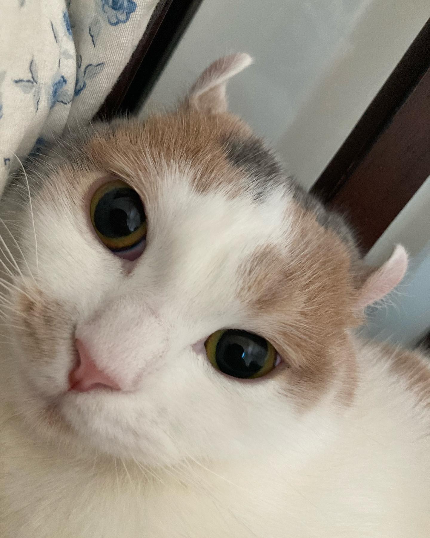 말랑포뇨 근황입니둥..❤️
.
.
.
.
.

#고양이 #cat #냥스타그램 #catstagram #캣스타그램 #일상 #반려묘 #냥이 #집사 #고양이스타그램 #catsofinstagram #daily #cats #kitty #고양이그램 #猫 #neko #개냥이 #소통 #고양이집사 #데일리 #맞팔