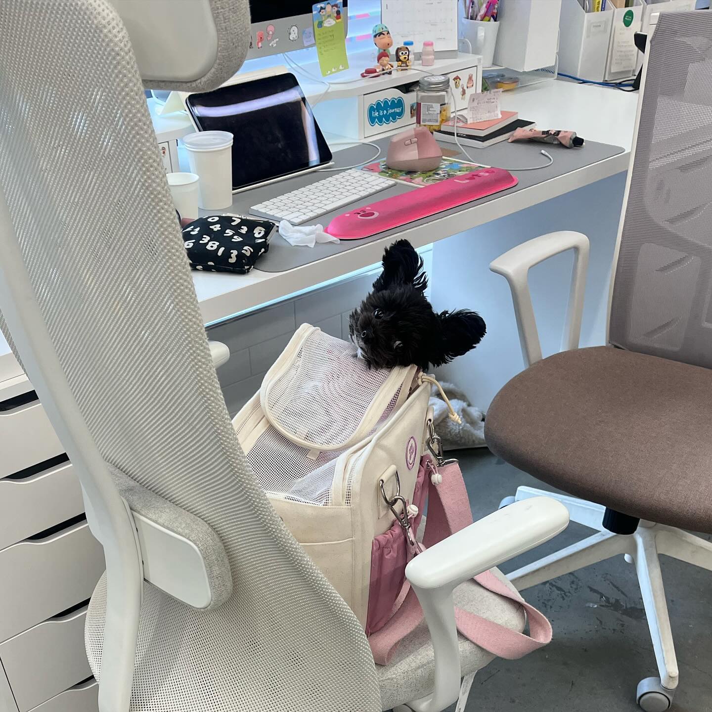 저 오늘 미용해여 꼬질이라고 놀리지 마세여