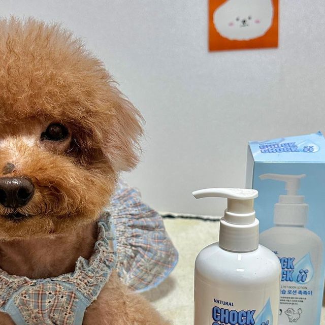 강아지모델 푸들 양뿌꾸 ღ 멍팔 ღ on Instagram: "#업체로부터제공받은제품입니다 🤍촉촉이 강아지 로션🤍 친구들 이제 진짜 가을이야〰️🍁🍂 가을되면 엄청 건조하지않아?⁎●᷄⩊●᷅