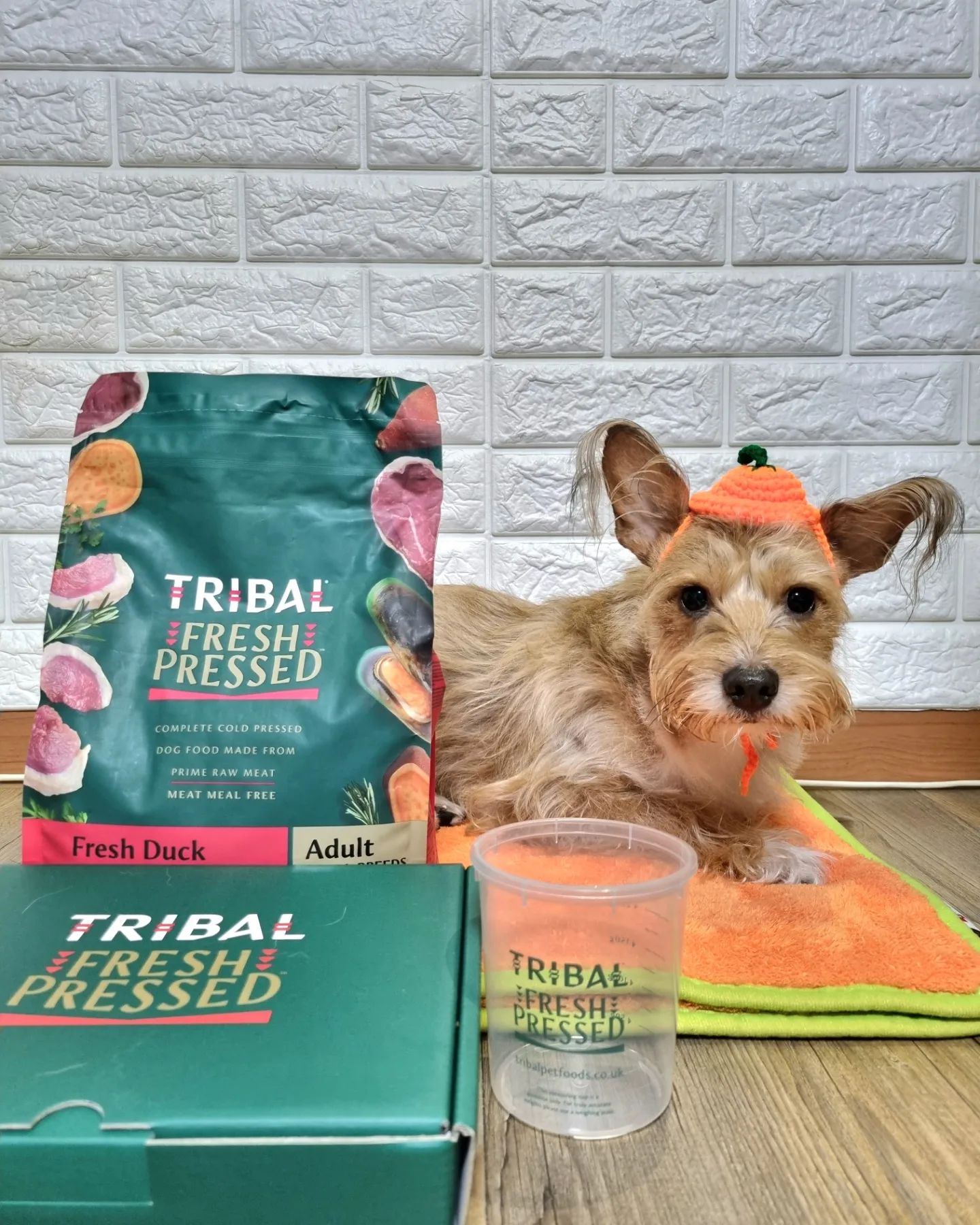 #제품협찬 

paditpet 에서 tribal_korea
트라이벌 프레쉬프레스드 오리 소형견 사료
+ 트라이벌 스타터팩을 보내주셨어요🥹🫶

트라이벌 프레쉬프레스드 오리 소형견 사료는요 👇👇

- 영국 & 네덜란드에서 자유 방목한 육류 사용 · 지속 가능한 방식으로 공급된 생선을 사용했어요

- 영양소 파괴를 최소화하고 소화력을 높이는 콜드 프레스드(저온 압착) 기술을 사용했어요

콜드프레스드 기술이란 짧은 시간동안 낮은 온도에서 요리하여 재료의 많은 영양소와 비타민을 보존하는 조리방법이에요!

물에서 팽창하지않고 천천히 풀어지기 때문에 소화흡수율도 높습니다 👍👍

몽이에게 급여해본 결과
입맛이 상당히 까다로운 몽이도 잘 먹어주었고
변상태도 무척 좋았습니다👏
확실히 소화불량도 없었고 몽이 컨디션도 좋더라구요!
그래서 저는 전체적으로 만족하는 사료였습니다😚🫶

feat. 후기 작성 시, 트라이벌 샘플과 트라이벌 스타터팩을 패디펫 공식 쇼핑몰에서 구입하실 수 있습니다

페디펫측 트라이벌측 좋은 사료 보내주셔서 
감사드립니다🙆‍♀️🙇‍♀️

#패디펫 #사료추천 #트라이벌 #속편한펫푸드 #속편한트라이벌 #소화가잘되는트라이벌 #트라이벌프레쉬프레스드 #트라이벌탐사대원3기