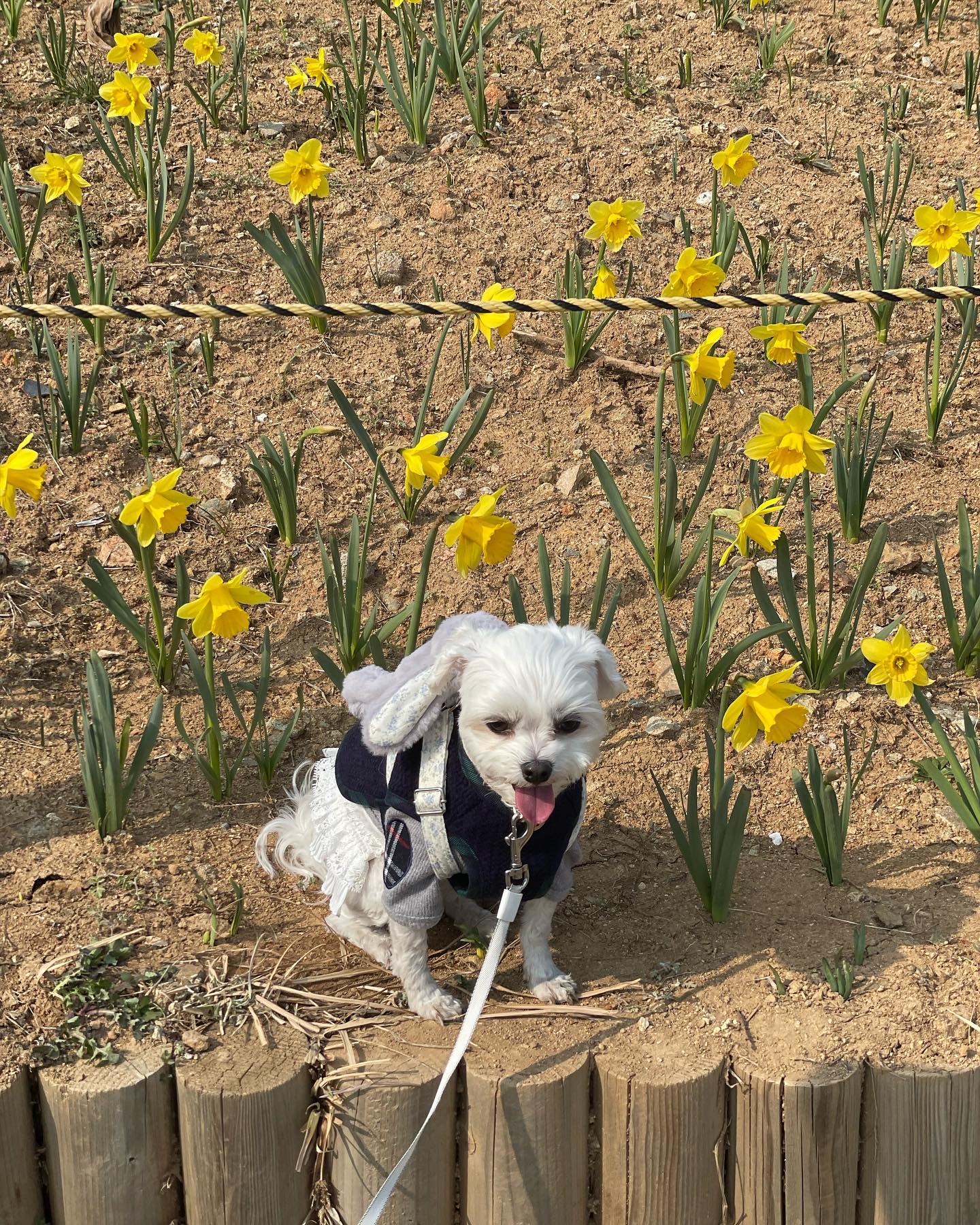 토끼친구 메고 다녀온 리별찌 미리 봄🌼
