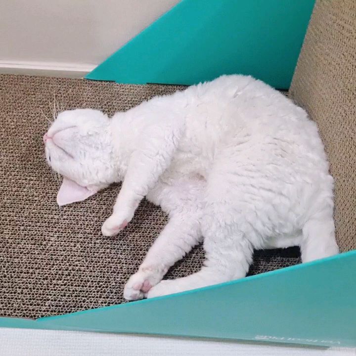 애착 스크래쳐가 아니고
그냥 너 몸뚱이보다 넓고 커서 좋았던거지?
의사쌤이 너 다리 부은줄 알고 놀랬다가
X-ray찍고 꿀벅지라잖아😮‍💨
.
.
.
오늘도 행복한 돼몬렉스 꼬미
심심하면 엘베타고 나가놀아도 돼..
오늘도 뚱띵이랑 깜실이 덕에 불금은 없네😩

#냥스타그램 #catstagram 
#캣스타그램 #반려묘 #냥이 #집사 #고양이스타그램 
#catsofinstagram #cats #kitty #고양이그램 
#猫 #neko #개냥이 #고양이집사 #냥팔맞팔 #instacat #ねこ 
#야옹이 #데본렉스 #devonrex #집사그램 #kitten
