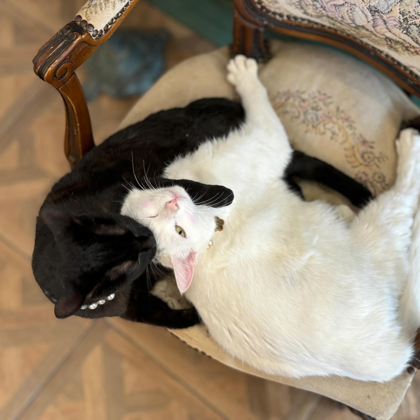 😽

#태안카페 #안나앤틱카페 #고양이