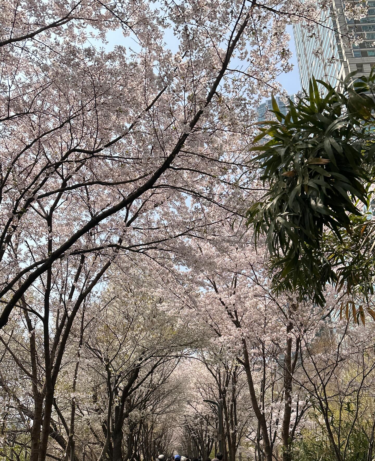 2024년 봄 ,벚꽃🌸

이제 사람 많은 바글바글이 그닥이지만
애들 데리고 구경은 시켜줘야지 
올해는 유독 애들하고 가고 싶었는지 
가자가자 해서 거의 끌려가다시피..🤣
사진도 젤 많이 찍고 이상해 이상해🤣

전 날 미나리삼겹살에 거하게 6병 마시고 만취
벚꽃 보고 아이브카드 받아야된다고
파파존스 피자 먹어야된다는 수자매 
카드 4장이 5만원이지?🤣🤣🤣

난 아직 젊은가ㅋㅋ
우와아아 이런게 없음 매말랐나 
꽃 안좋아함ㅋㅋㅋ

우리 애들 징하게 격하게 이뻐하는거 보면 
우리 아빠도 살아있었음 얼마나 좋을까 싶고
뭐 그리 급하다고 그리 먼저 갈 일인가 싶고
나도 아빠가 있었음 좋겠다 
아빠가 보고싶은 봄봄봄😂

#주말기록 #주말일상 
#양재천 #2024벚꽃 
#삼남매 #딸둘아들하나