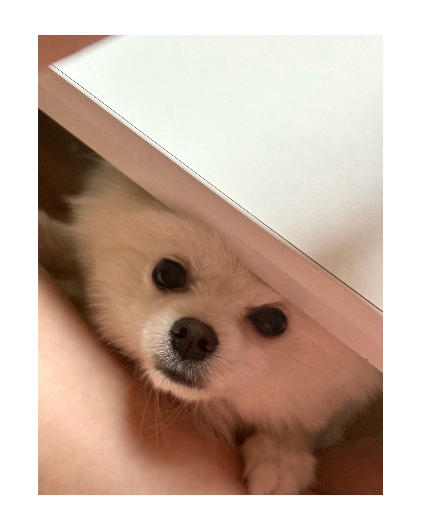 🐶눈나 제발 귤 하나만 듀라.,

식탁 밑에서 애원하는 모찌..
너 귤,고구마 배터질만큼 먹어서 사람똥 싸잖아..
식탐 어카니..