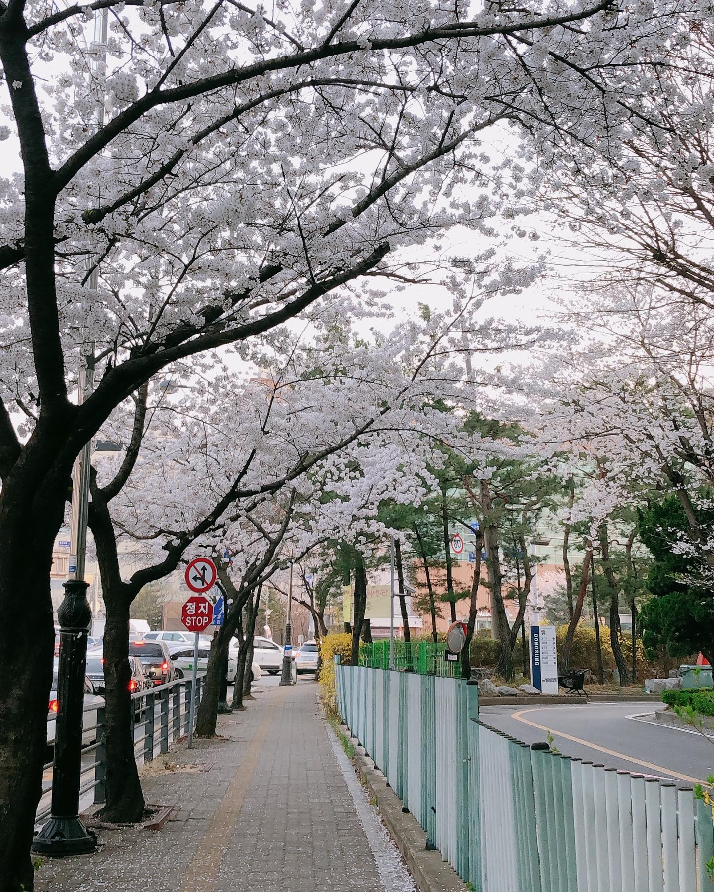 #20230331#이천이십삼년삼월의마지막날

매일 출퇴근길에 즐기는 벚꽃놀이🌸
내일부터 시작되는 2023년4월도 힘내자! 화이팅!!!

장폴몬하우스 식물들도 쑥쑥 무럭무럭 잘자라라~🌱🌿🪴🍀☘️

4월 고고링💃🏻
3월 한달 고생했다 우리모두👏🏻