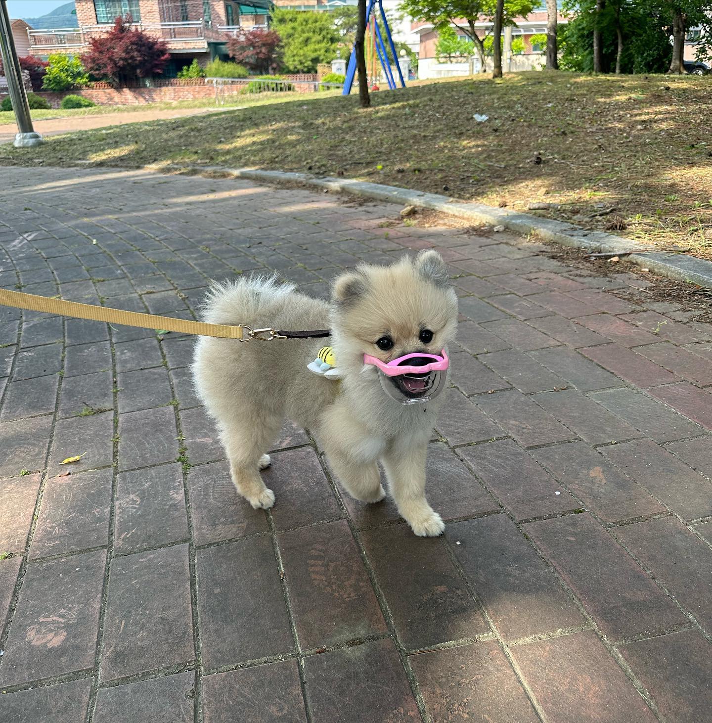 #협찬 #광고

멍유딩이된 구리구리🐶🐶
산책할때마다 솔방울이고 꽃이고
입에 닿는데로 주워먹고보는
멍유딩 

#루브립_강아지입마개 는 다른제품과달리
입마개를 하고도 물을 마실수 있고 
투명제품으로 되어있어 
구리구리가 불편한점이 없는지 
속시원하게 볼수 있는제품!!

동물병원이나 발톱 깍을때,
멍유딩인 구리가 산책할때 아무거나 
먹는것을 방지하기 좋은 제품 굿👍🏼

#협찬 #강아지산책 #물먹는입마개 #이식증 #투명입마개 #세이블포메 #포메라이언산책 #포메미용 #루브립 #LUVLIV #루브립입마개 #멍스타그램 #댕댕이