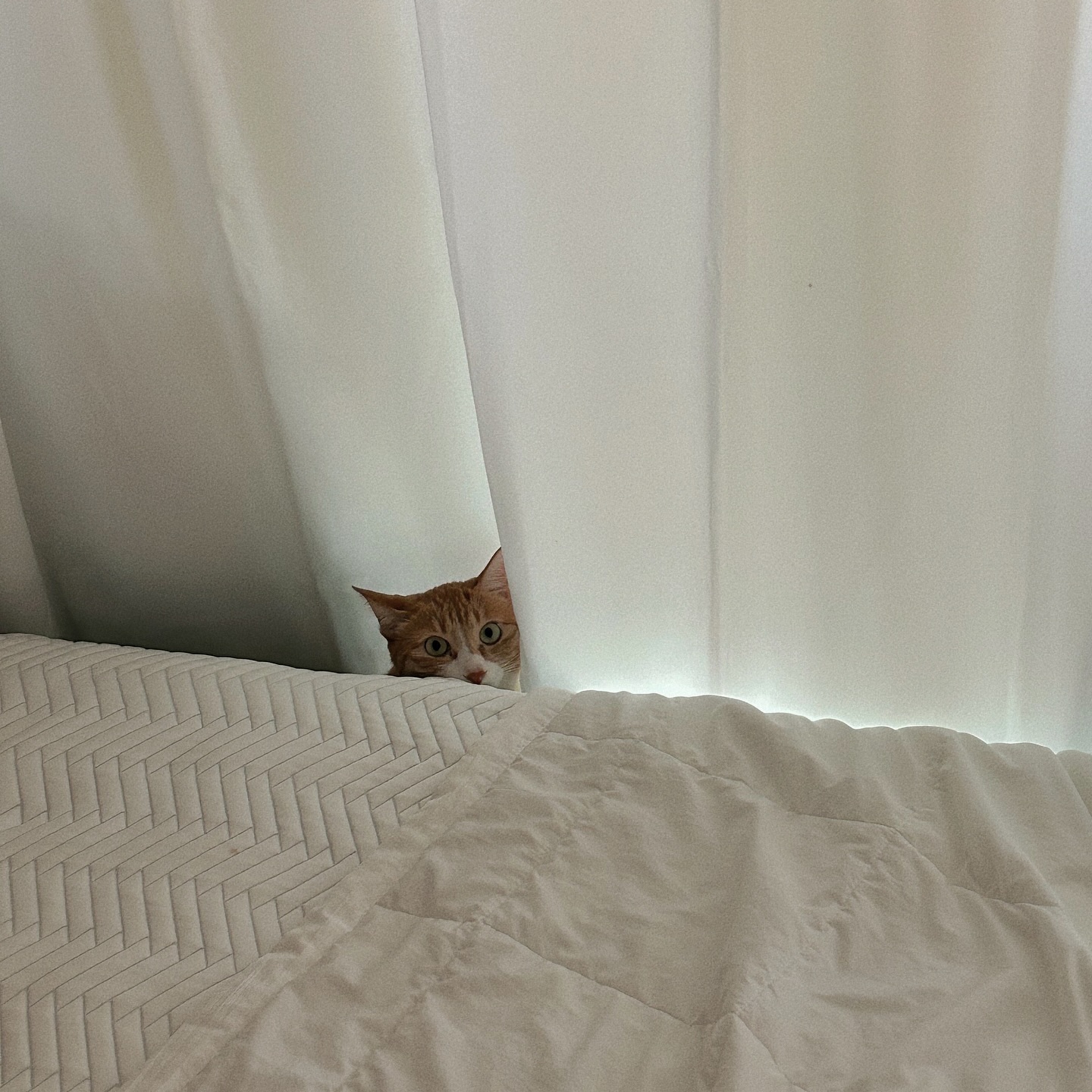 임모들 나 찾아바라 〰