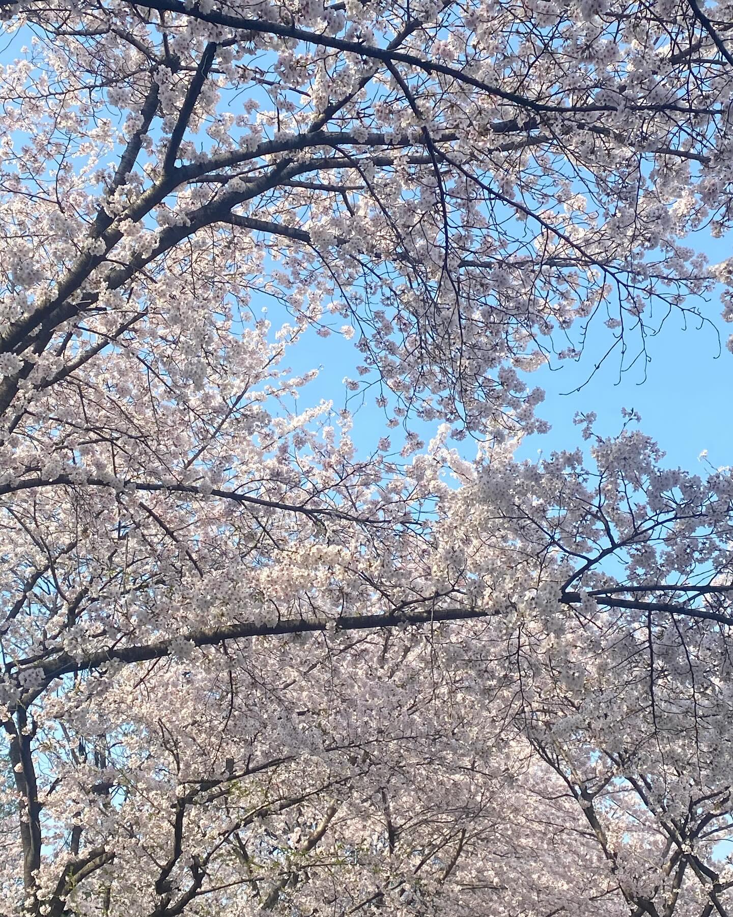 🌸😽🍃