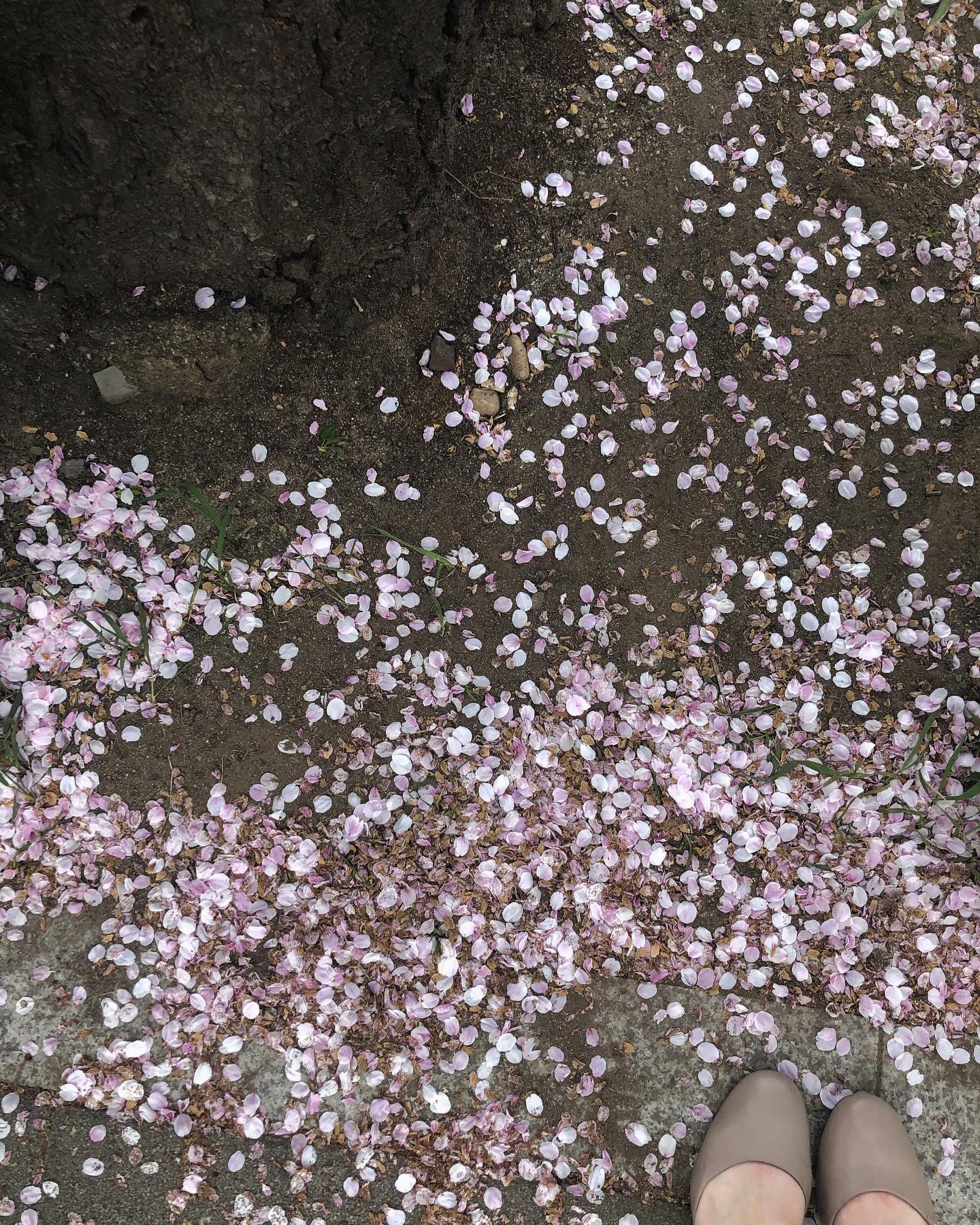 230324
작년에 찍었던 벛꽃사진🌸
1년동안 내 자신까지 포함해 참 많이들 변했다
·
單純想記錄我用了一年的時間，把自己的MBTI從INFP變成ISTJ✍🏻