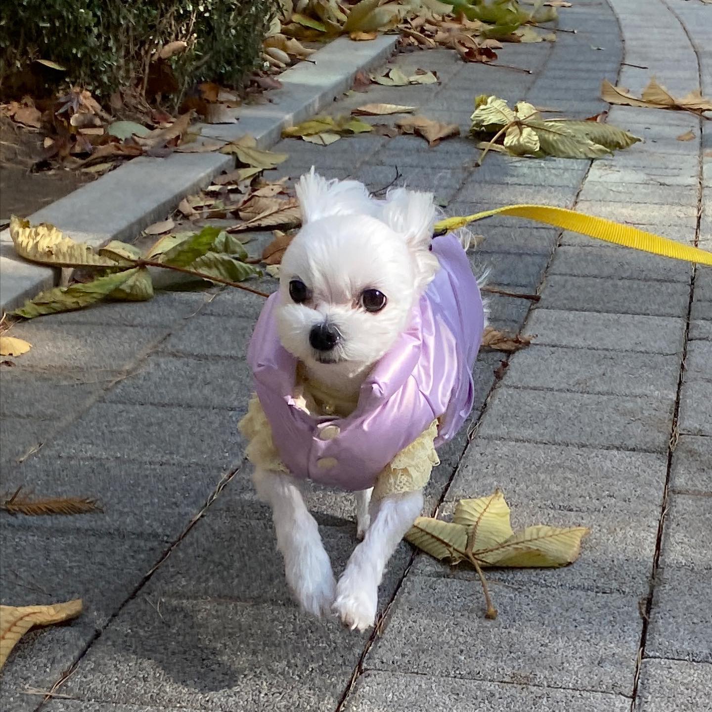 올해 구스패딩 첫 개시..❄️🥶 
가벼워서 그런가 와다닷 달리기 엄청햇당💨💨💨
오늘 낮에도 진짜 겨울 같도라🥺
다들 감기 조심해 친구들 이모삼촌들😷!!!!