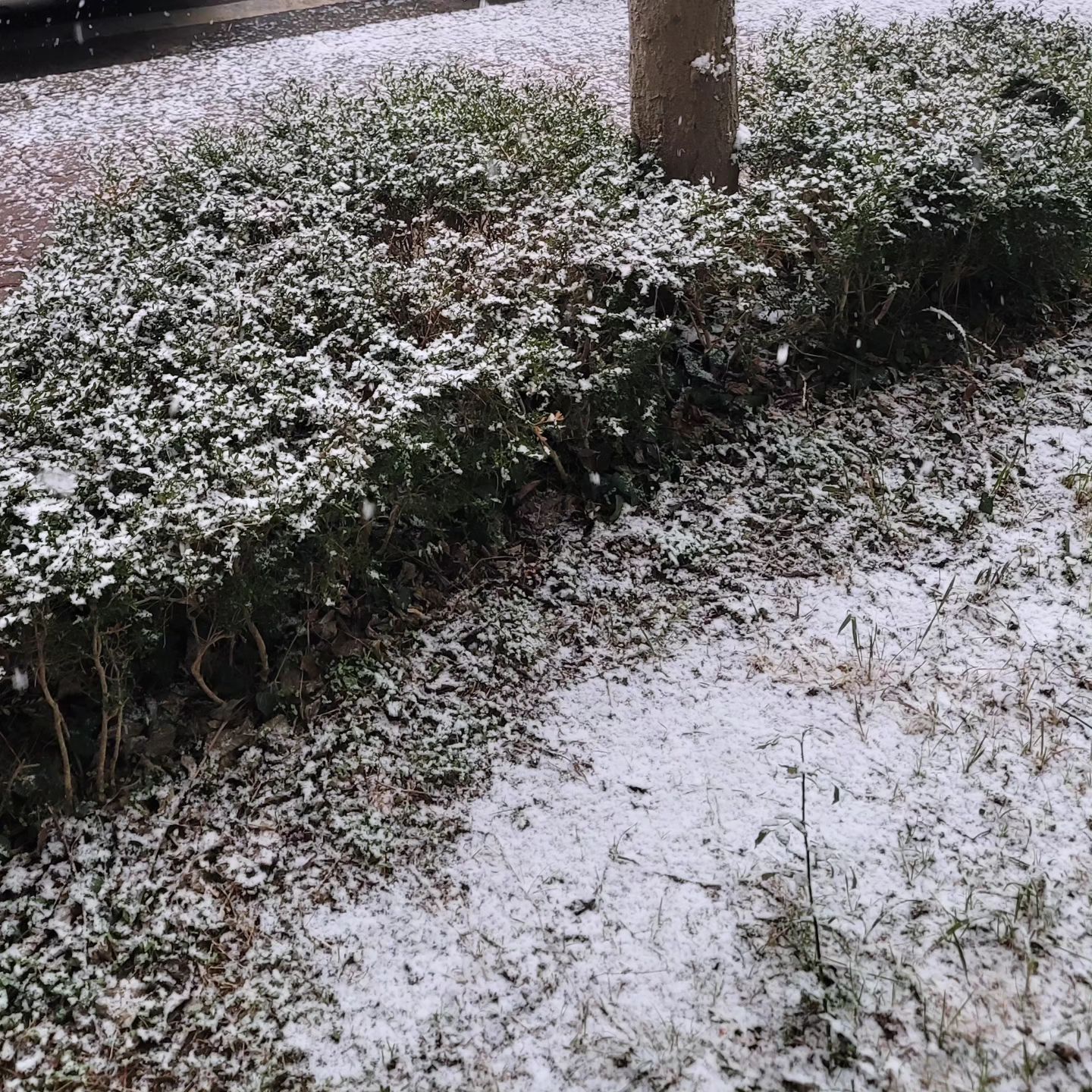 #화이트크리스마스
#몇년만에온눈인지❄ 
동네사람들
#거제도에눈와따요🤩
저녁에 성당 어떻게가지?
체인달아야하나?
아 마따 거제도 살아서 체인 안샀지..ㅋ