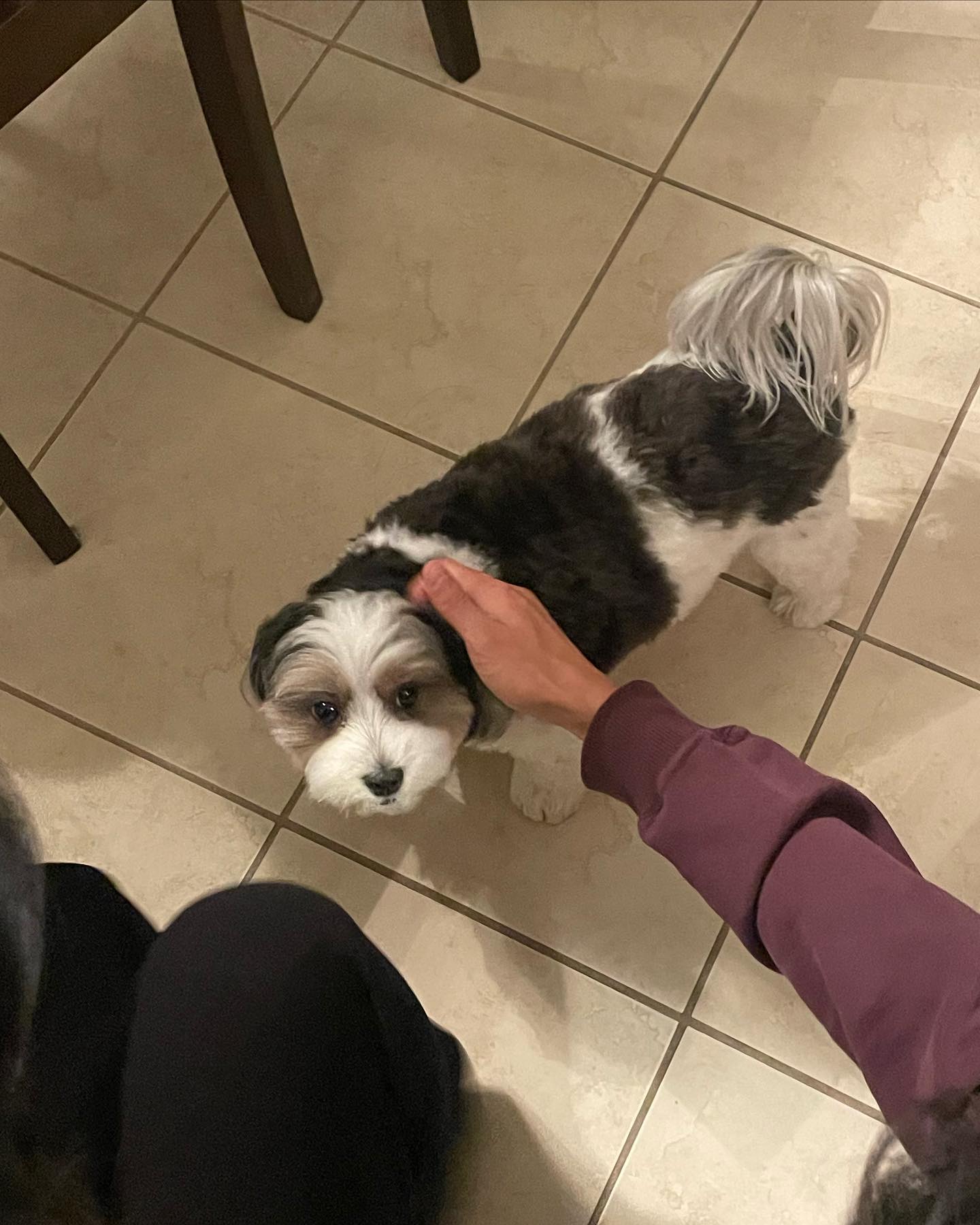 멍!🐶💖