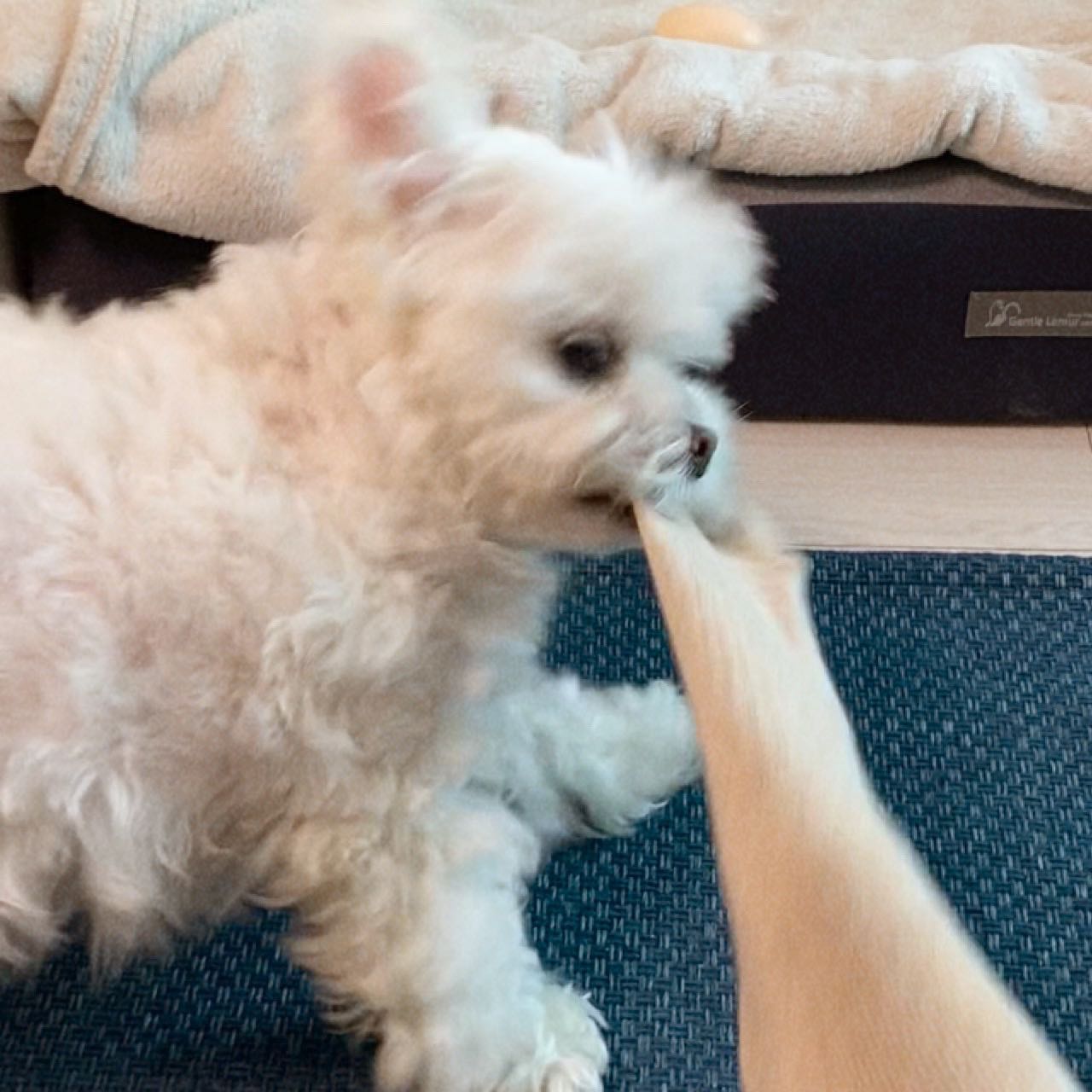 #협찬 
🧦Fcs 풀쿠션 여성 양말🧦
크왕 동구 등쟌! 
저는 진챠 옷에 돈을 안쓰는 편인데말입니다
일년 옷 사는데 속옷부터 겉옷까지 50이 안넘는다 말이조?

그 중 정말 많은 돈이 #양말 사는데 나가버림니다ㅎㅎㅎㅎ
그 이유는 사진을 보면 알다시피 우리 갱얼지 ㅅㅋ꙼̈ 때뭉이져
양말 벗을려구 하면 도다다 달려와서 이리 물고 저리물고
늘어저서 구멍도 나고 순식간에 늘어나버리는데요

#fcs양말 은 도톰한 두께감과 조직감으로 늘어남 걱정 하나 없이
동구가 물어뜯어도 원 상태를 유지할 수 있었어요
약육강식의 우리집 양말 생태계에서 씩씩하게 살아남은 fcs양말!
동그랗게 말아내니 도톰한 두께감이 잘 느껴지시죠?ㅎㅎㅎ
(그와중에 탐내는 동구...ㅇ입에도 안들어가쟈나...)
저처럼 수족냉증인 분들께 아주 강력 추천드립미장😍♥️

✔️스마트스토어, g마켓, 쿠팡 등 다양한 구매 플랫폼
✔️이중보온으로 수족냉증에 굿 집에서 수면양말로도 추천🍀
✔️아늑한 색감과 촘촘한 조직감 저렴한 가격까지 챙겨가기🧦
✔️오래오래 양말을 사용하고 싶은 분들은 [Fcs 양말] 검색😝